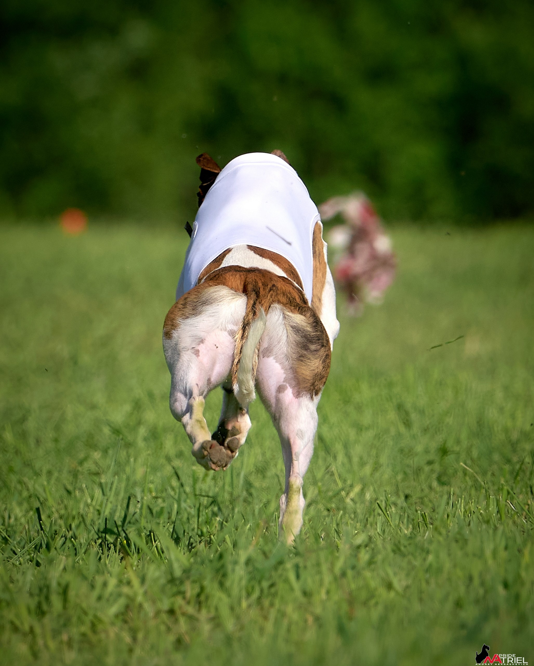 Съемка курсинг — галерея NATRIEL