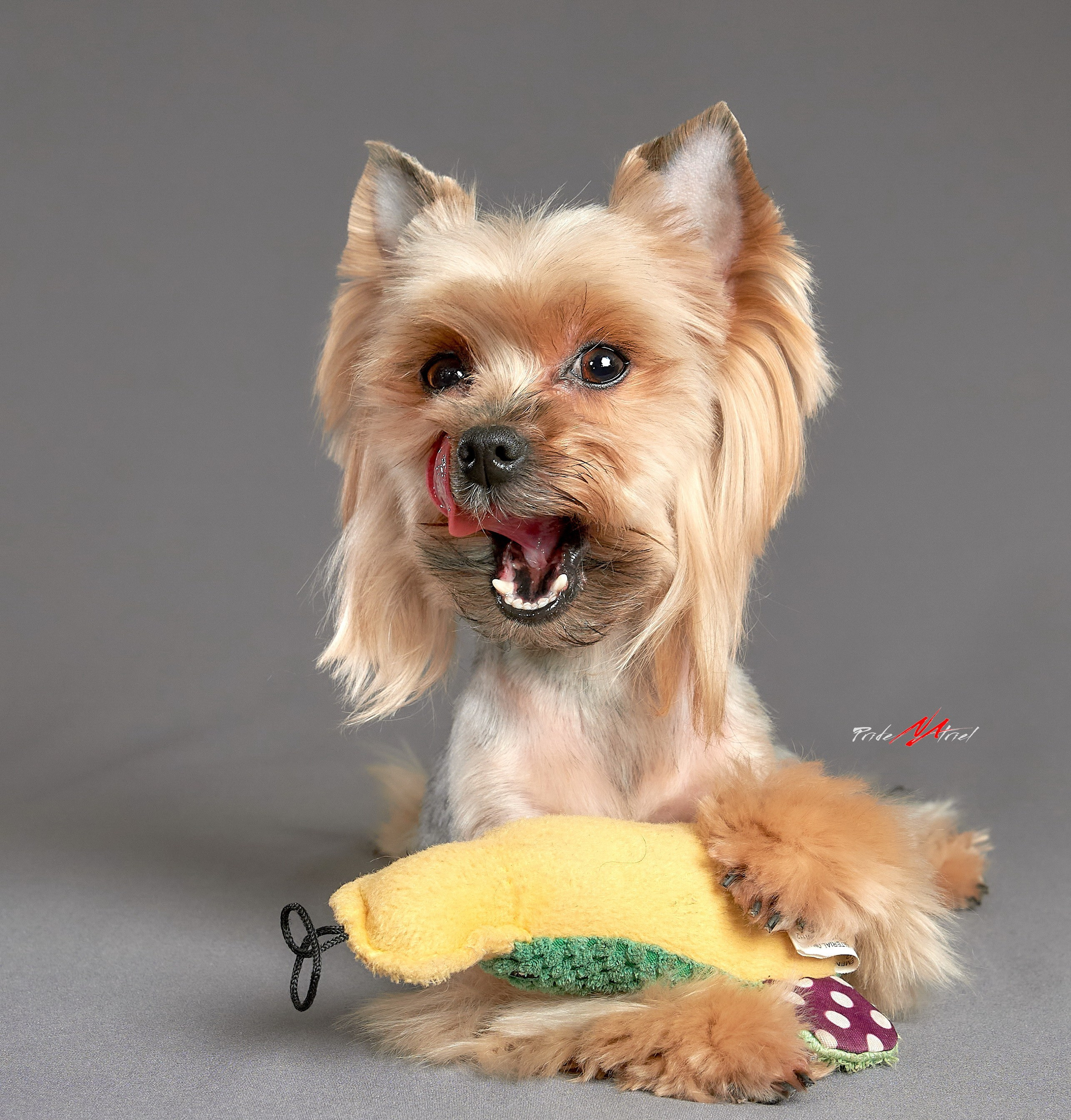 Йоркширский терьер Циля