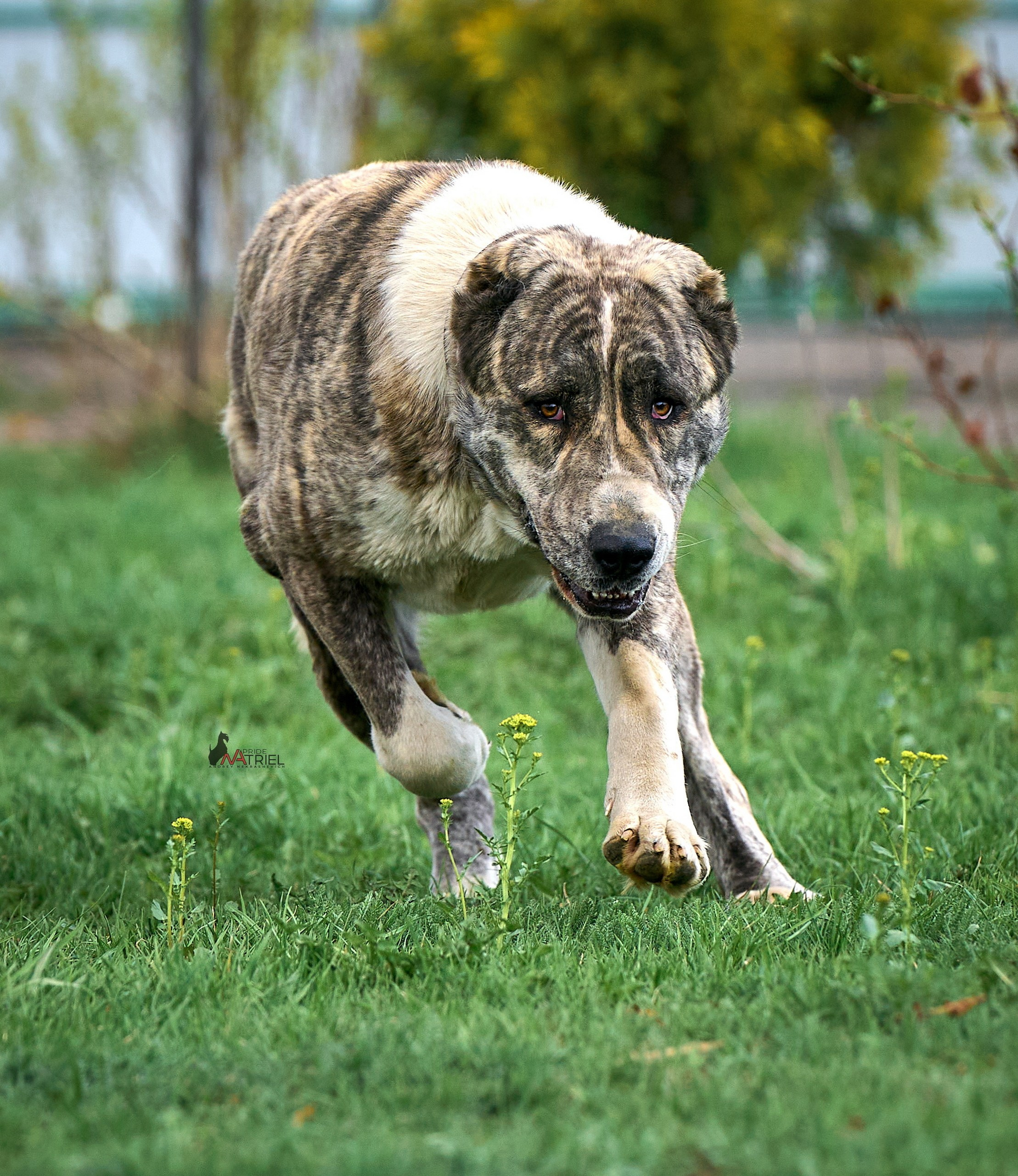 Среднеазиаты — щенки и взрослые