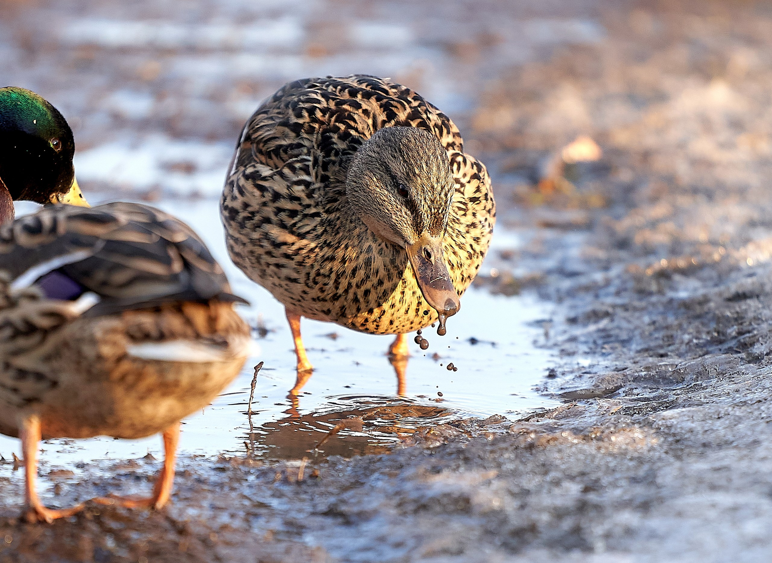 Фото птиц — галерея NATRIEL