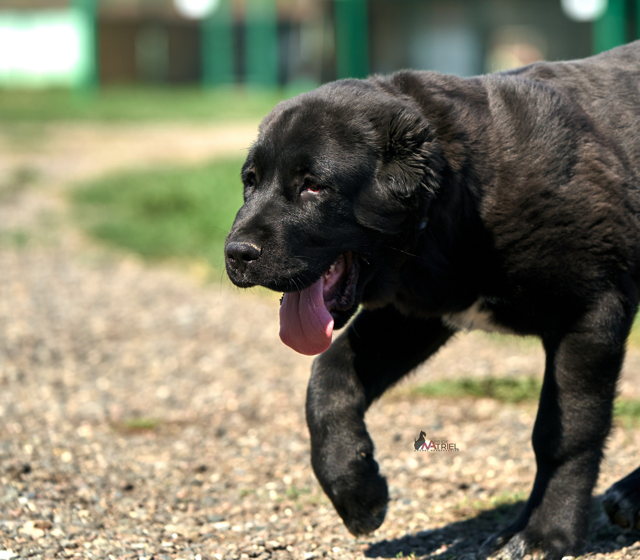 Среднеазиаты — щенки и взрослые