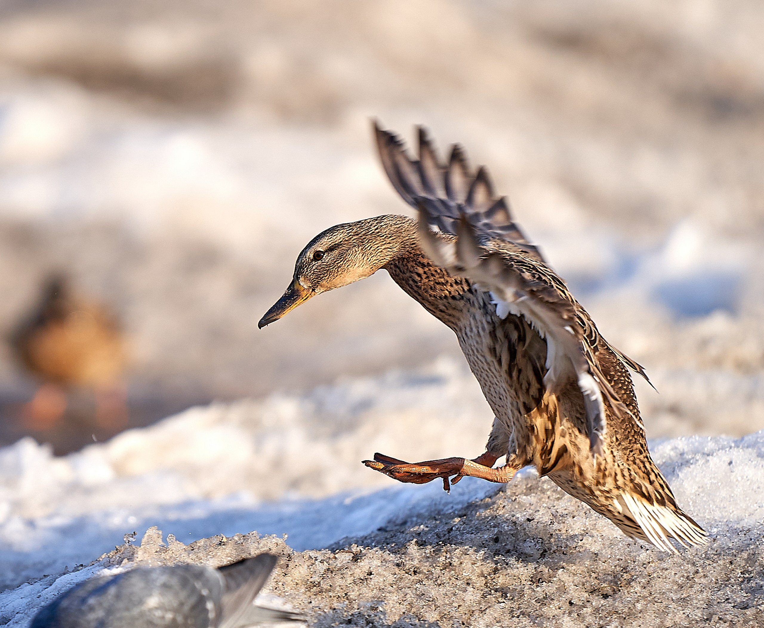 Фото птиц — галерея NATRIEL