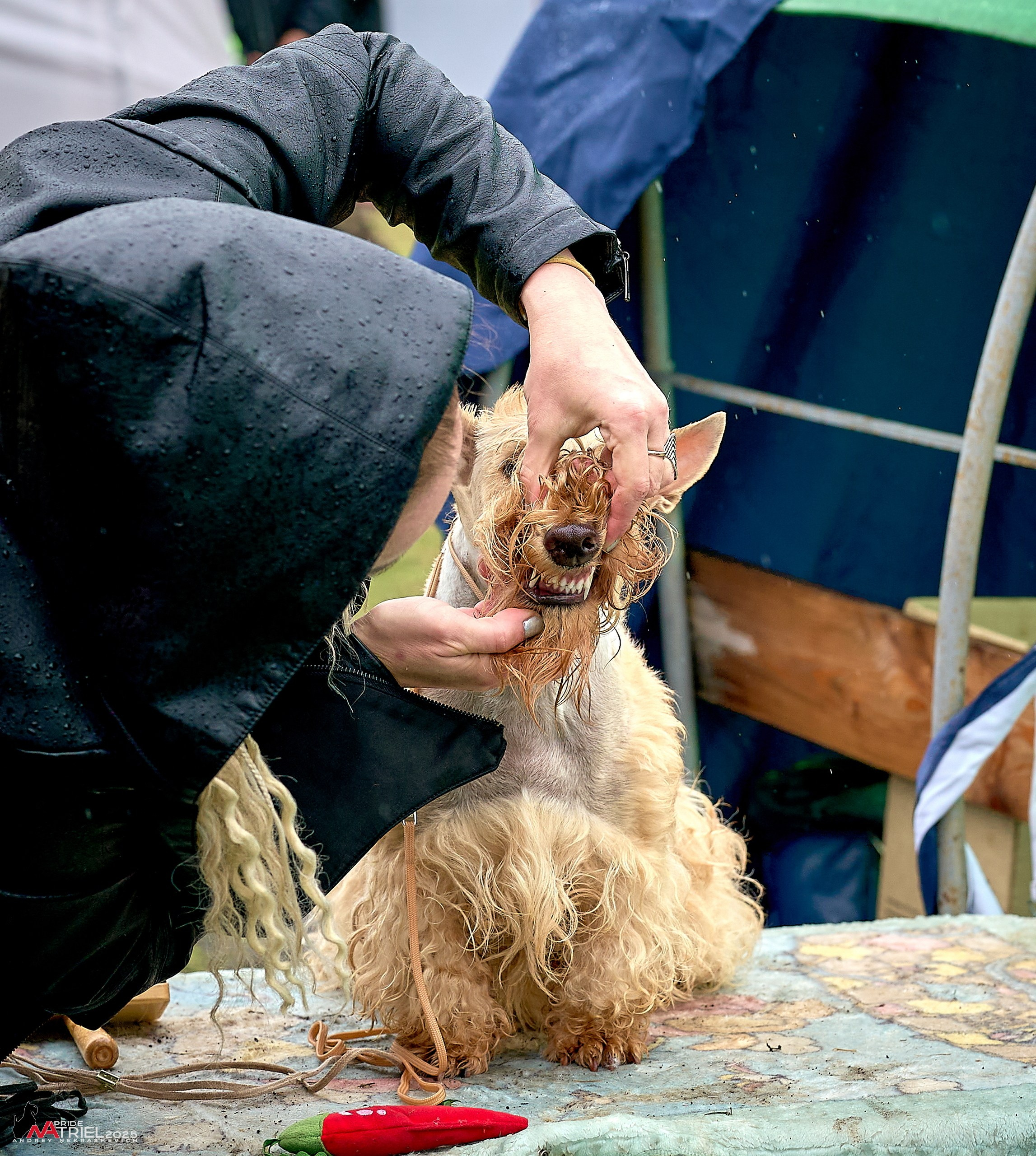 Репортаж с выставки собак