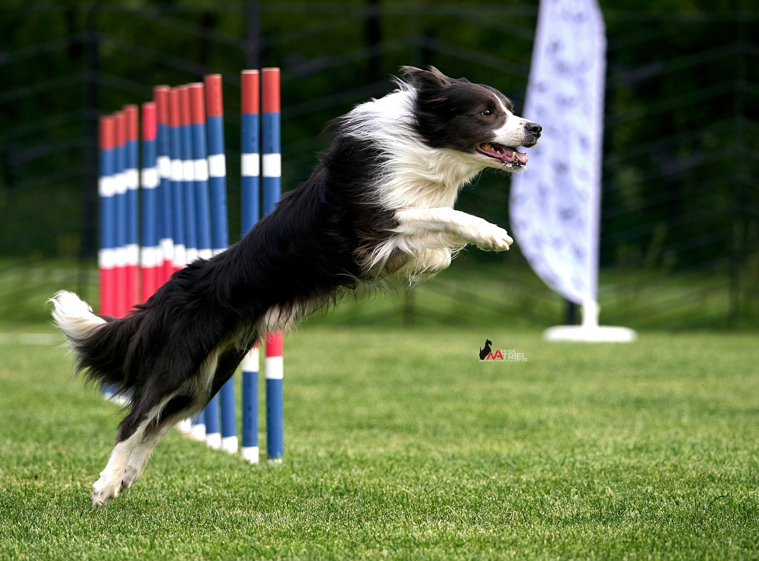 Аджилити — галерея NATRIEL