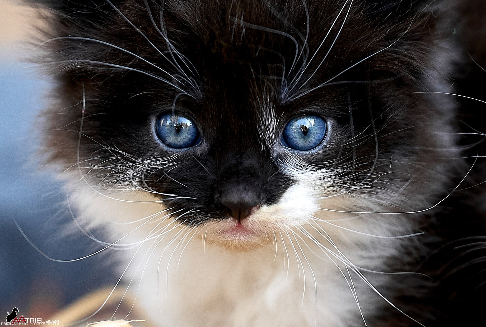 Домашние кошки — галерея NATRIEL