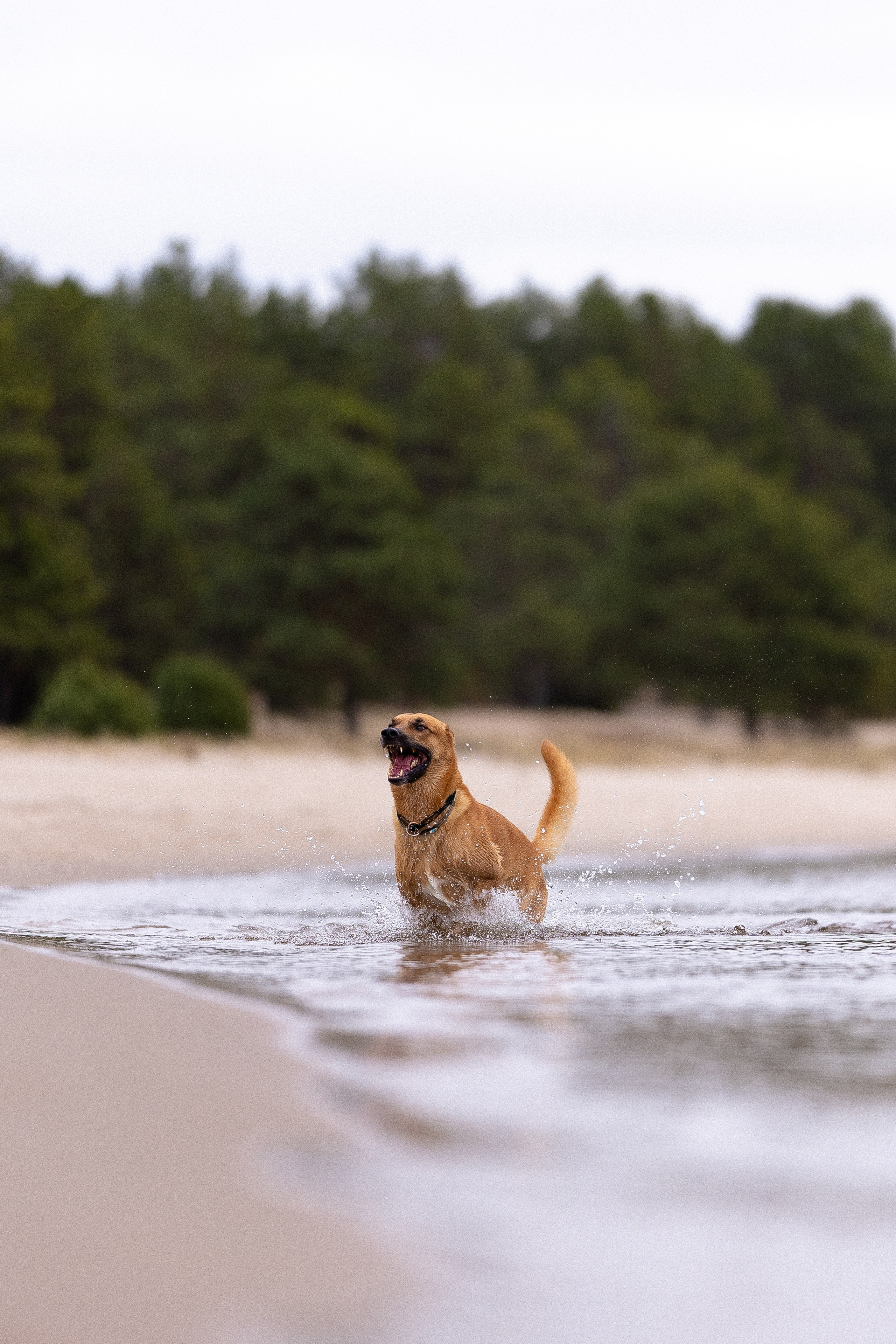 Karelia. Фотограф и видеограф анималист Аганина Дарья