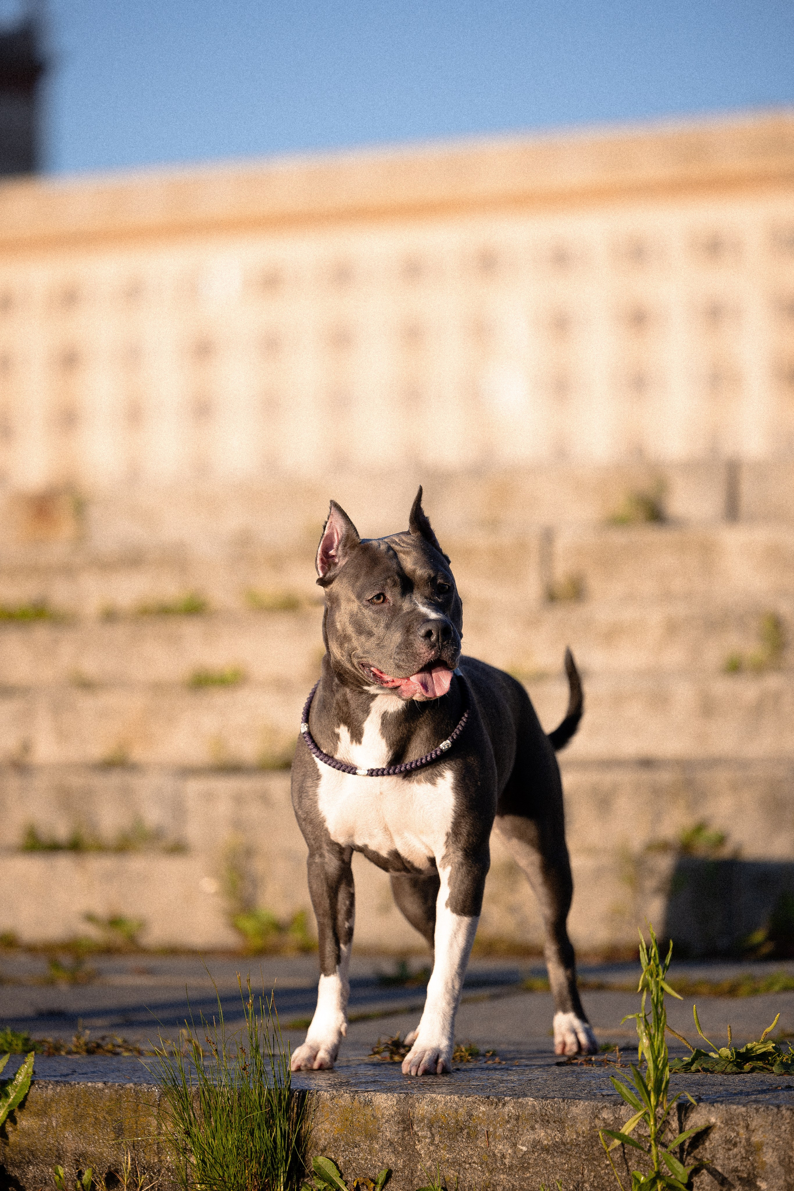 Катя, Леша, Лея и Трой. Фотограф и видеограф анималист Аганина Дарья