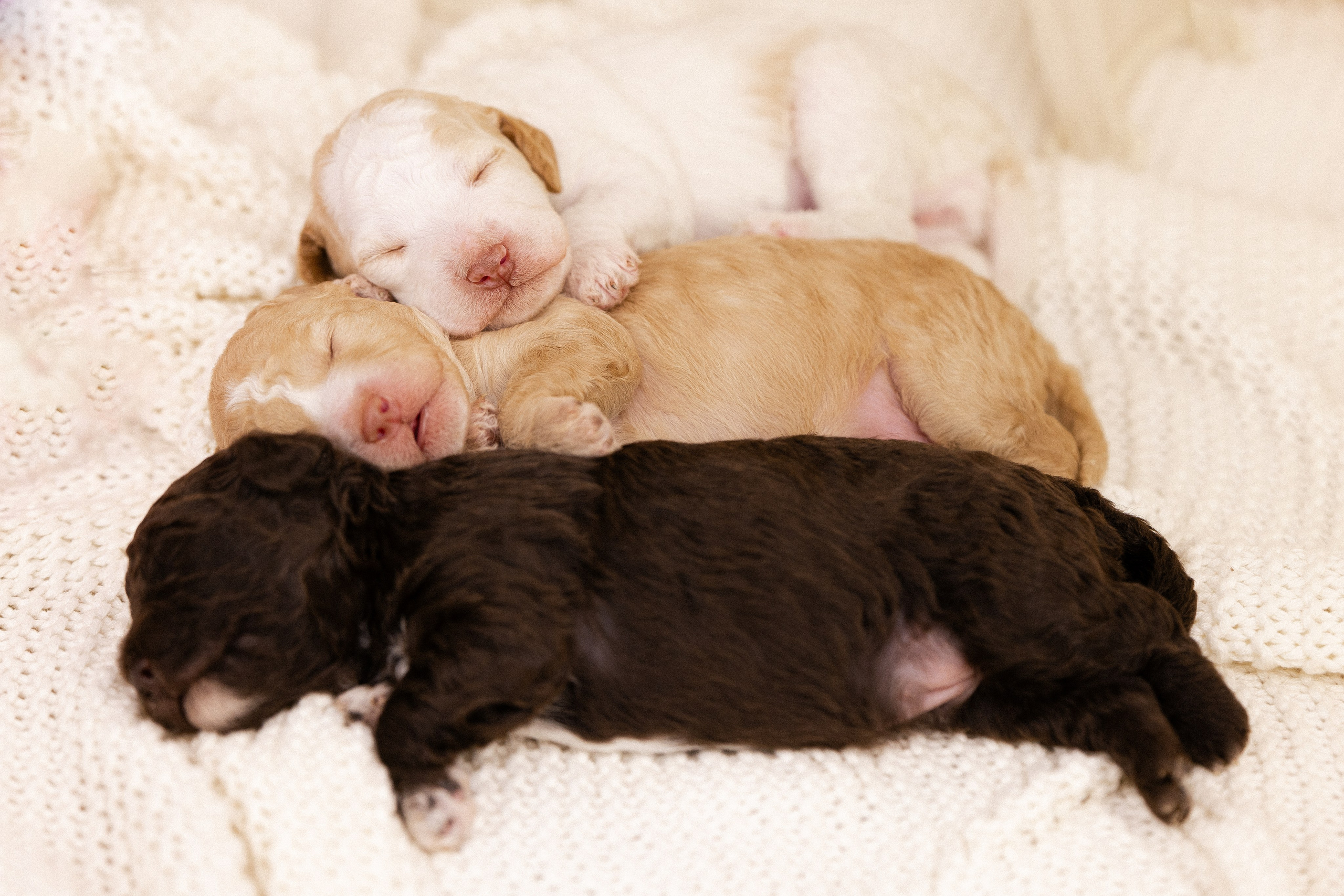 Лаготто Романьоло. Фотограф и видеограф анималист Аганина Дарья