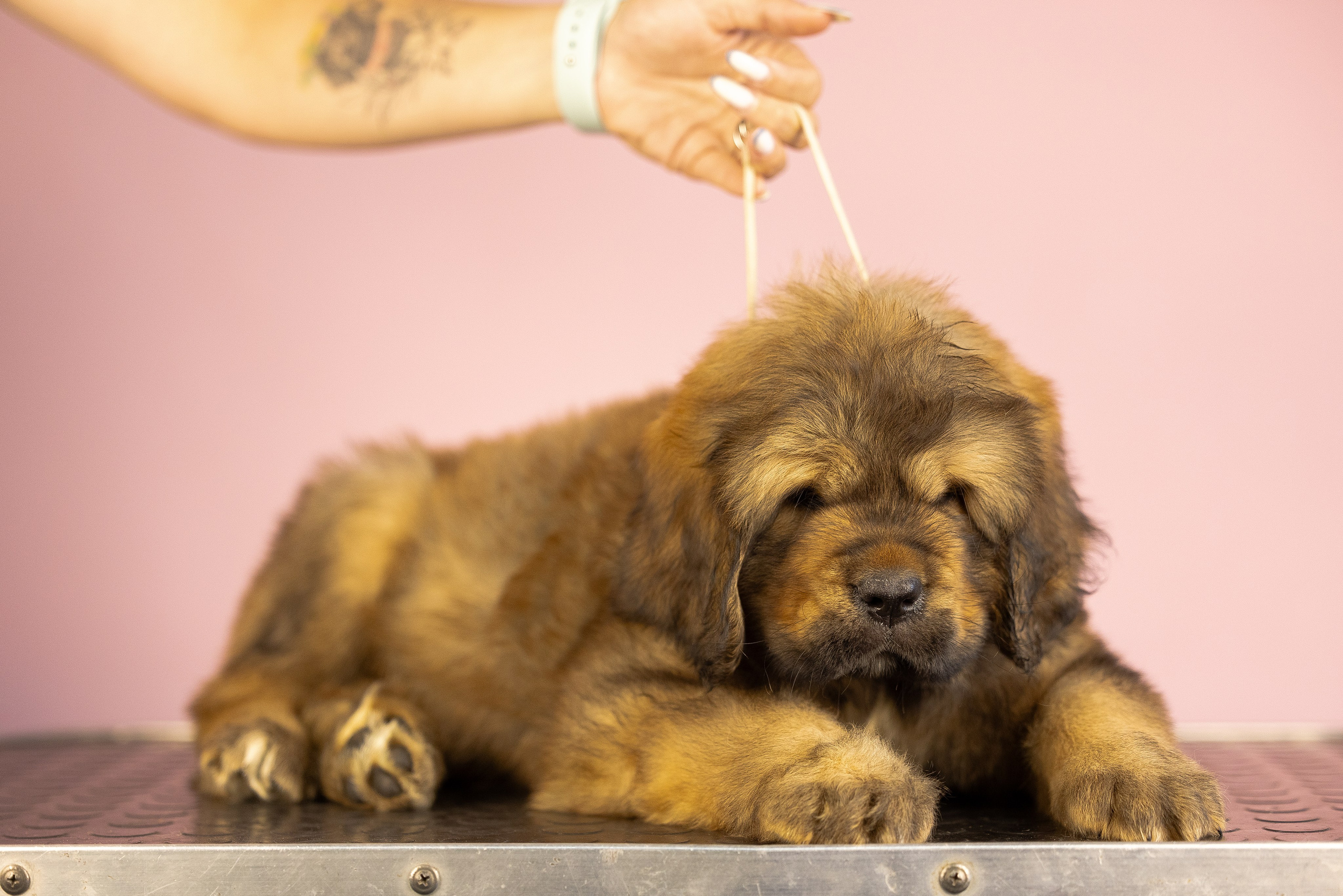 Тибетский мастиф. Фотограф и видеограф анималист Аганина Дарья