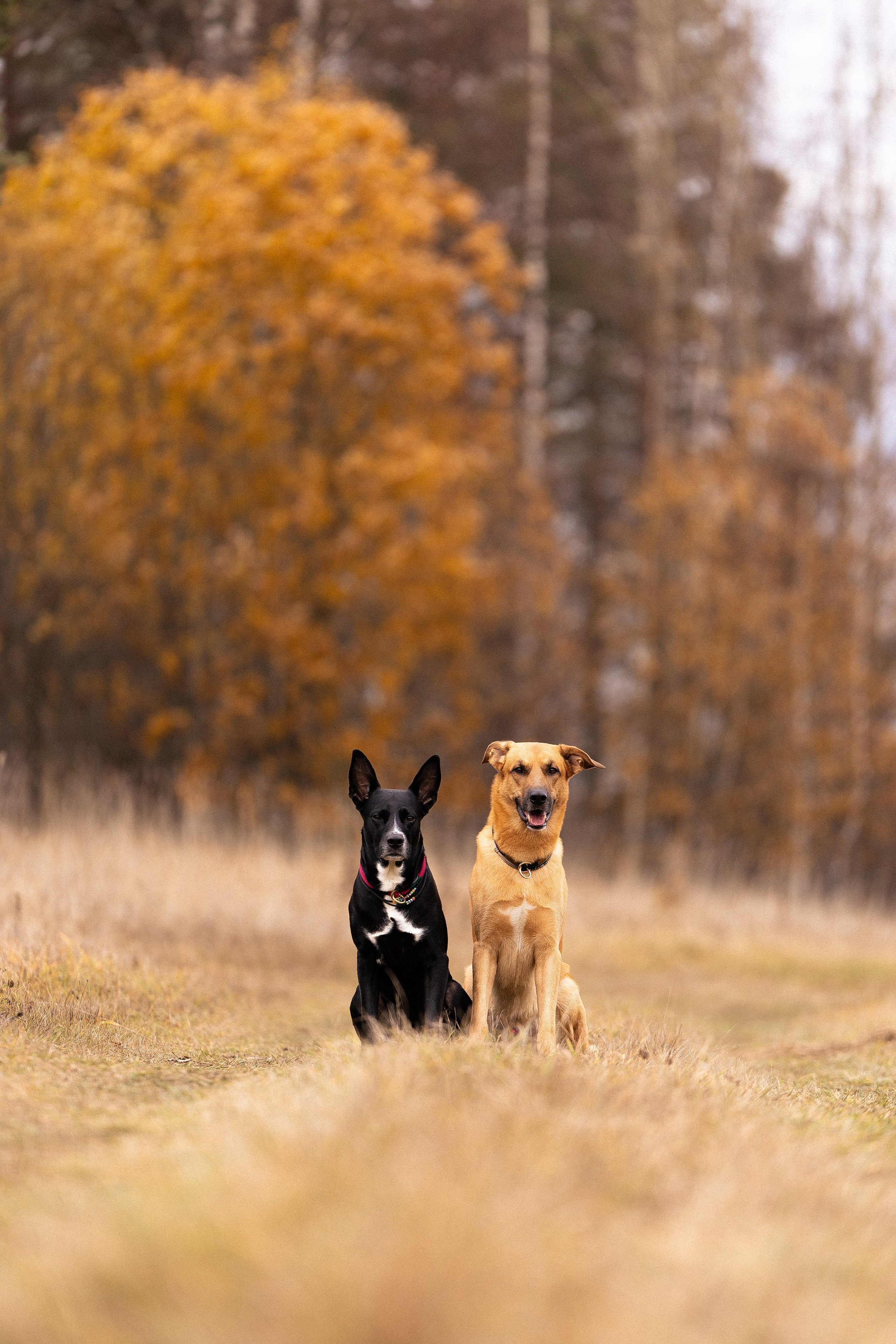 Karelia. Фотограф и видеограф анималист Аганина Дарья