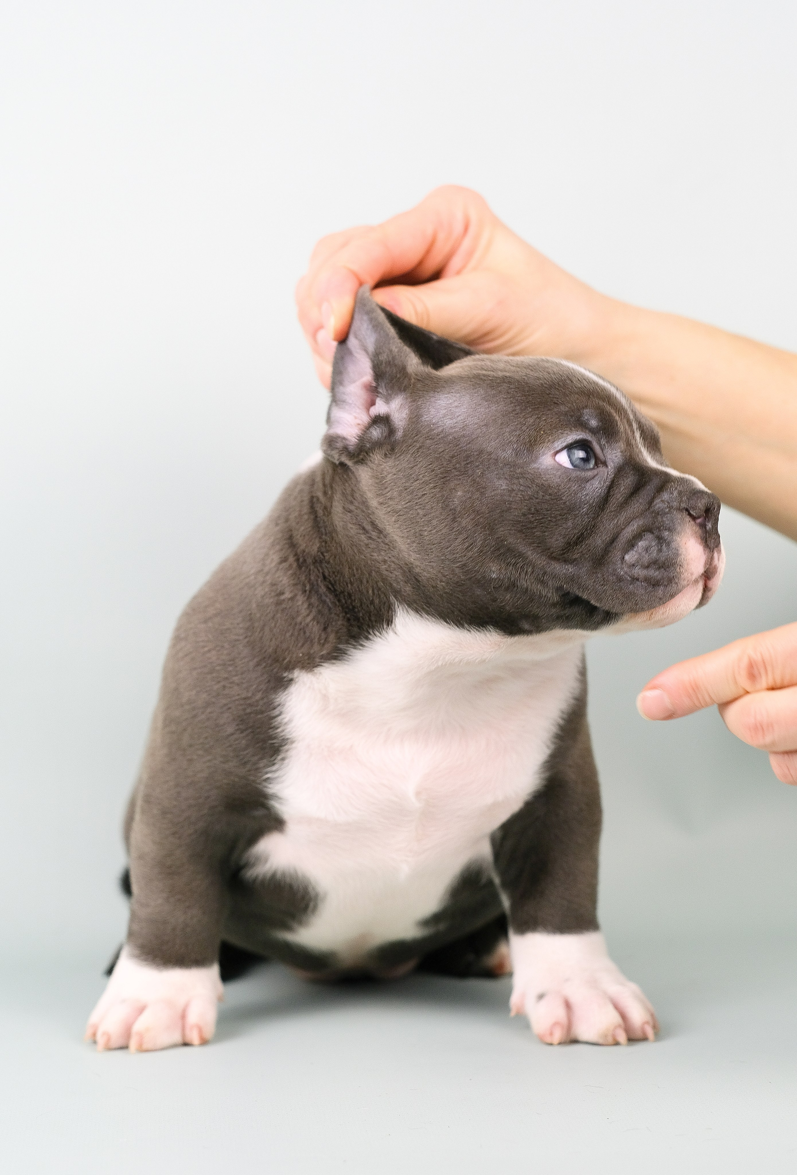 Американский Булли. Фотограф и видеограф анималист Аганина Дарья
