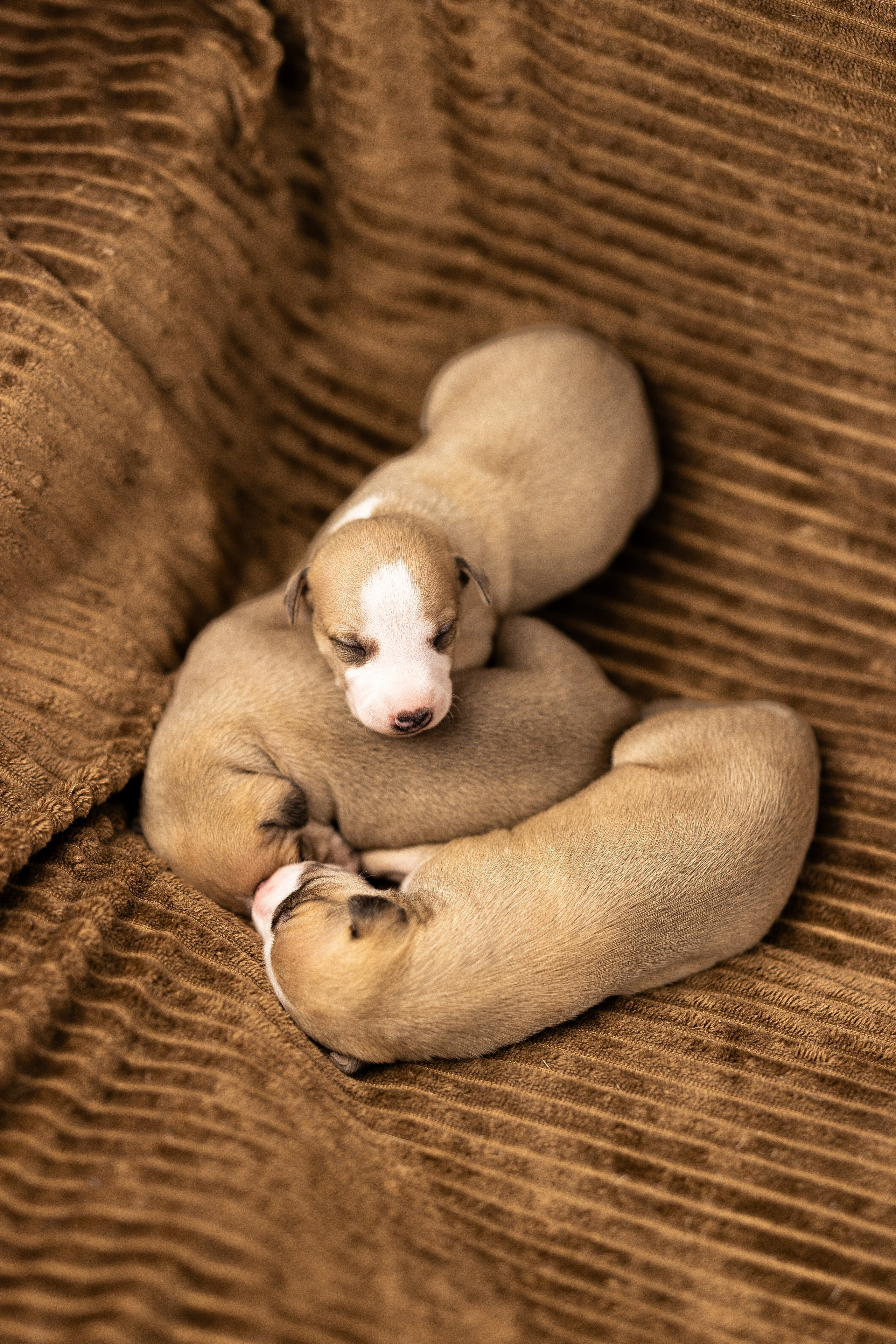 Уиппет. Фотограф и видеограф анималист Аганина Дарья