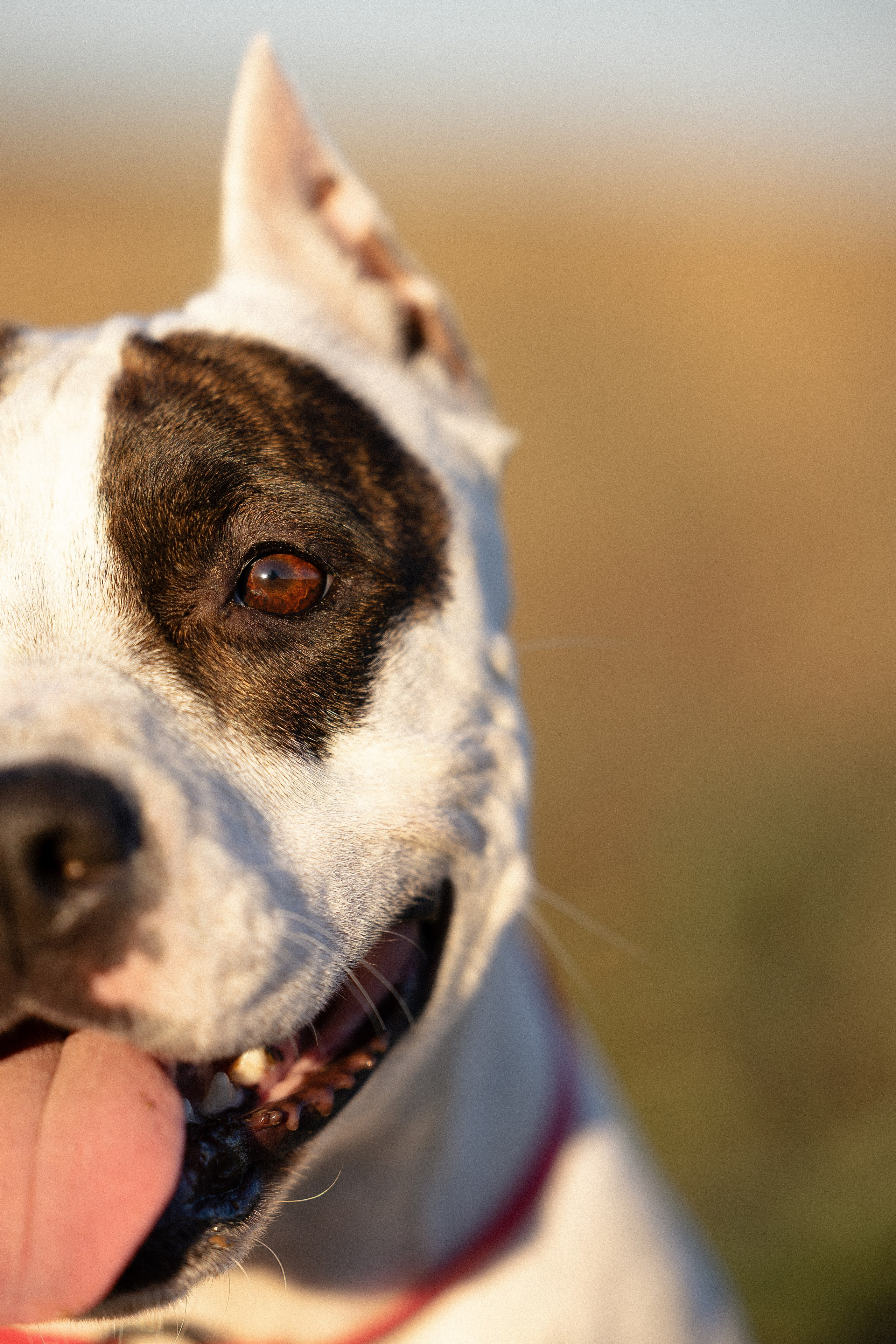 Женя, Афра и Молли. Фотограф и видеограф анималист Аганина Дарья