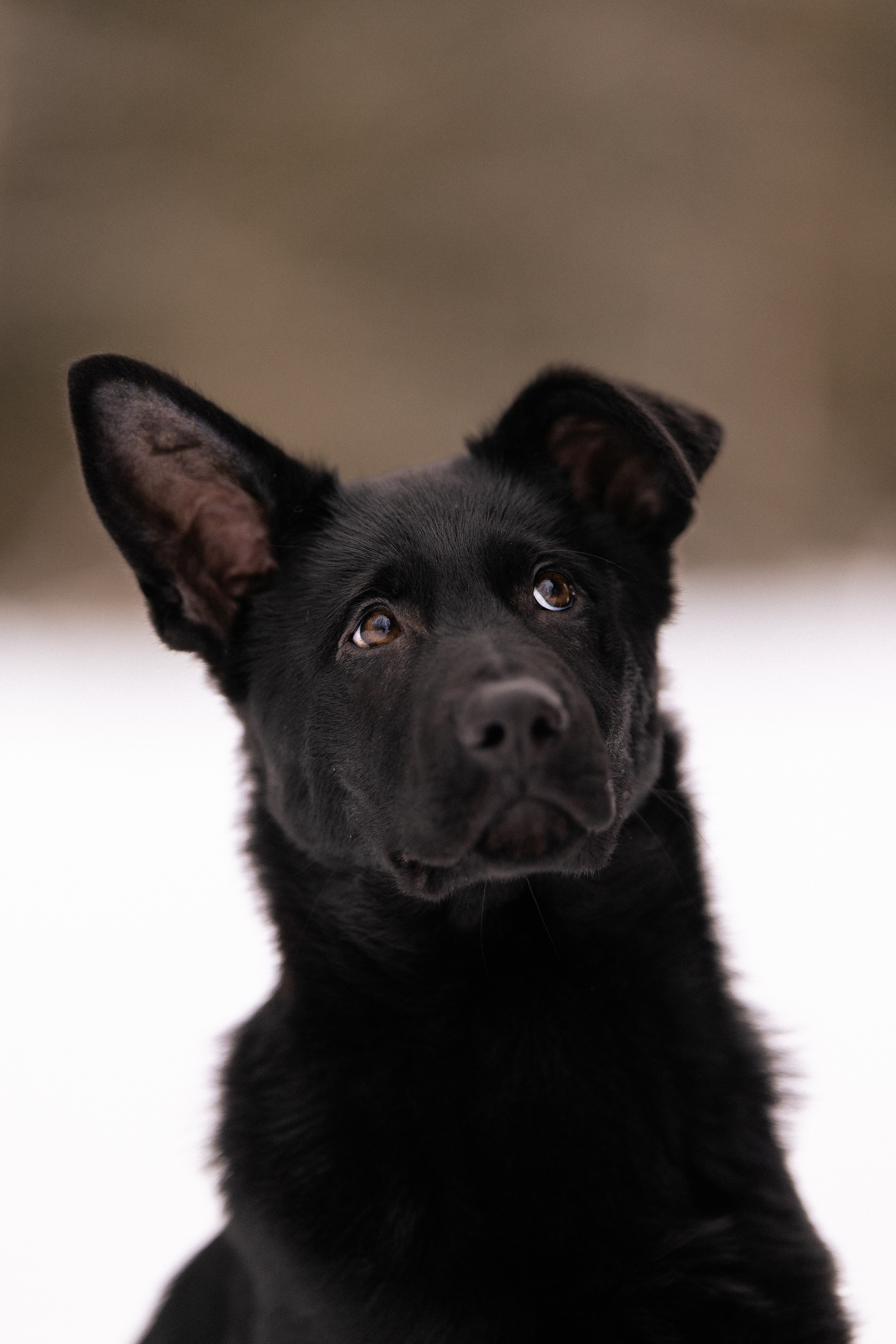 Немецкая овчарка. Фотограф и видеограф анималист Аганина Дарья