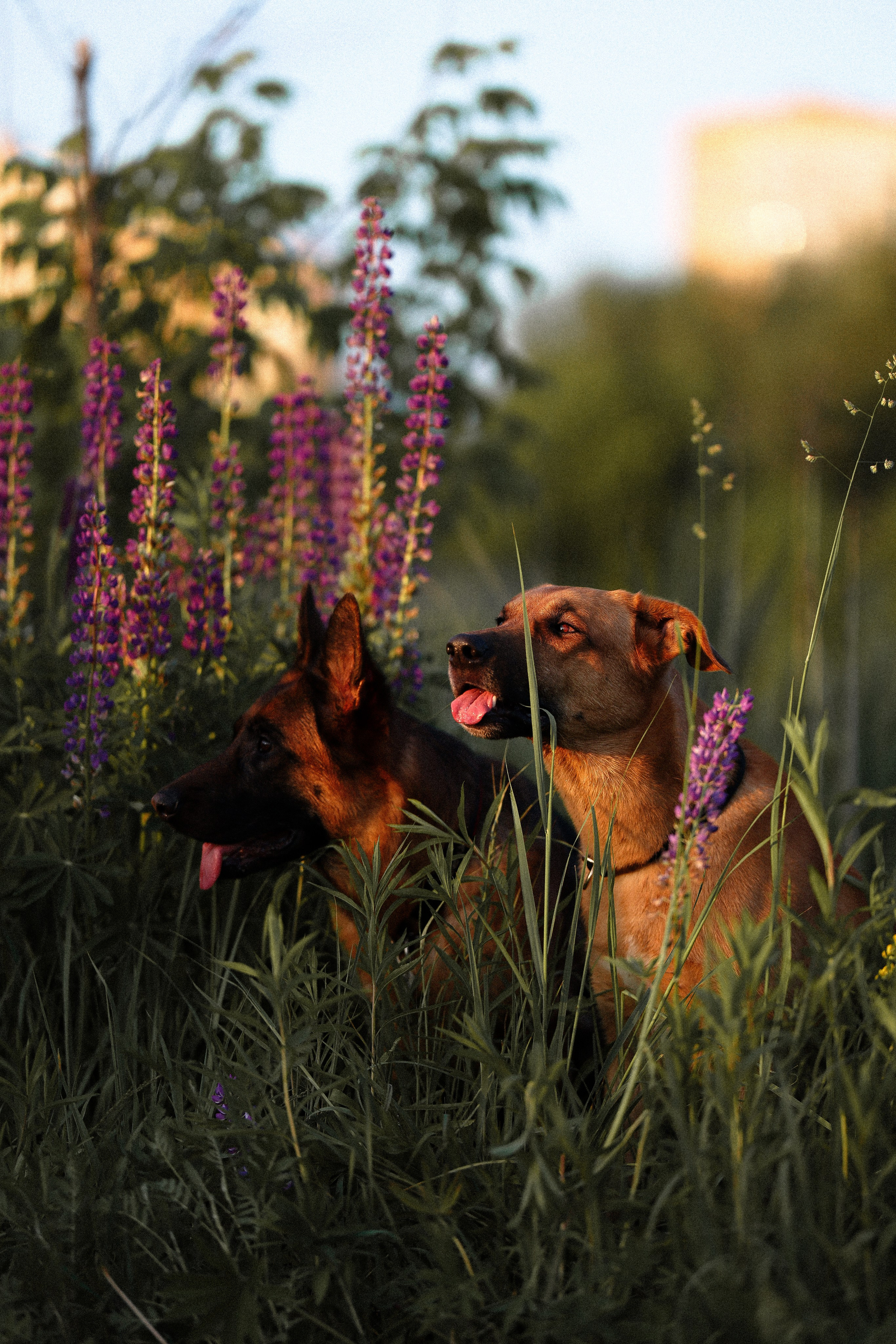Тео и Гуччи. Фотограф и видеограф анималист Аганина Дарья