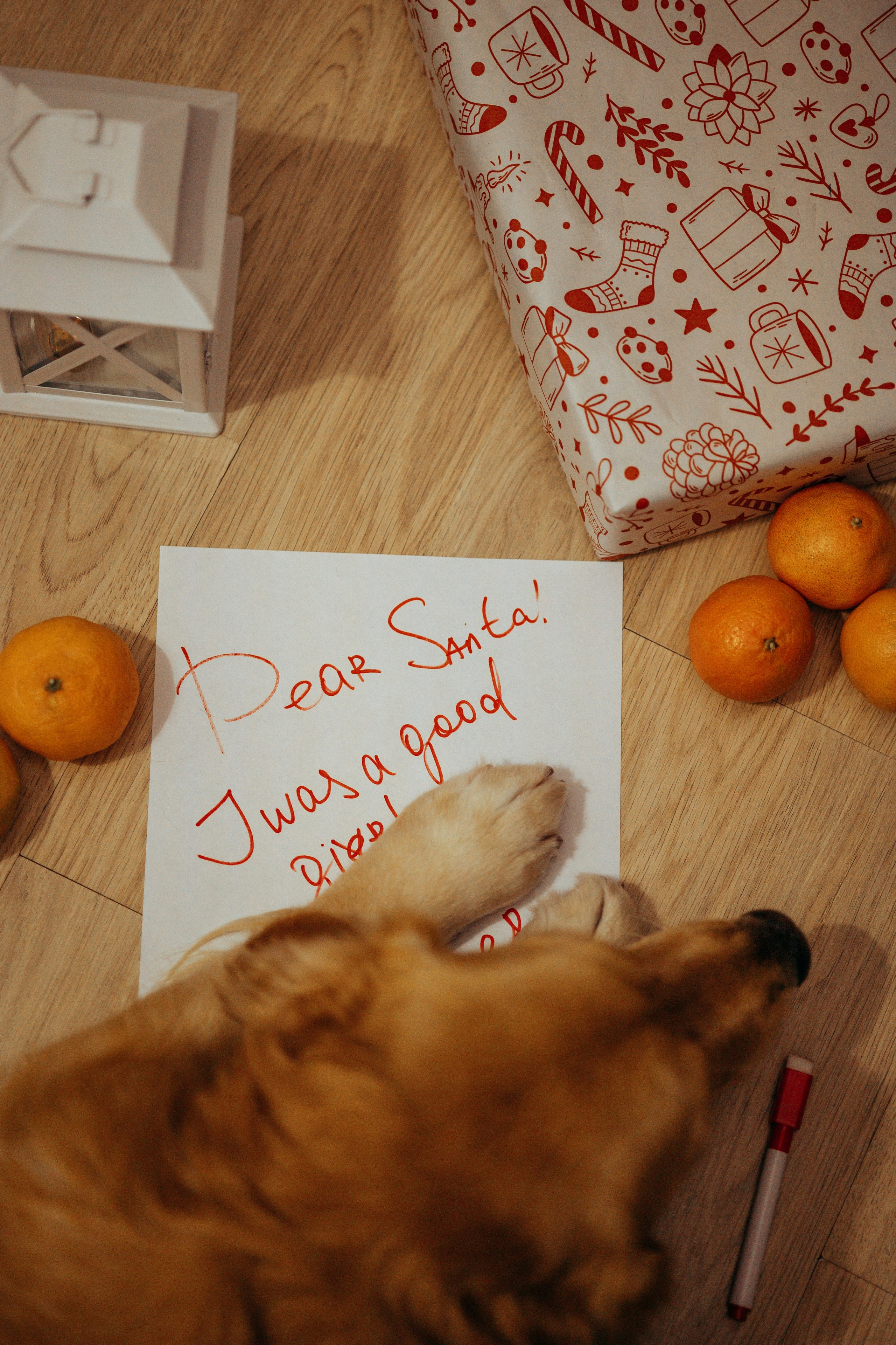 Новогодняя съемка с собакой. Анастасия Белаш