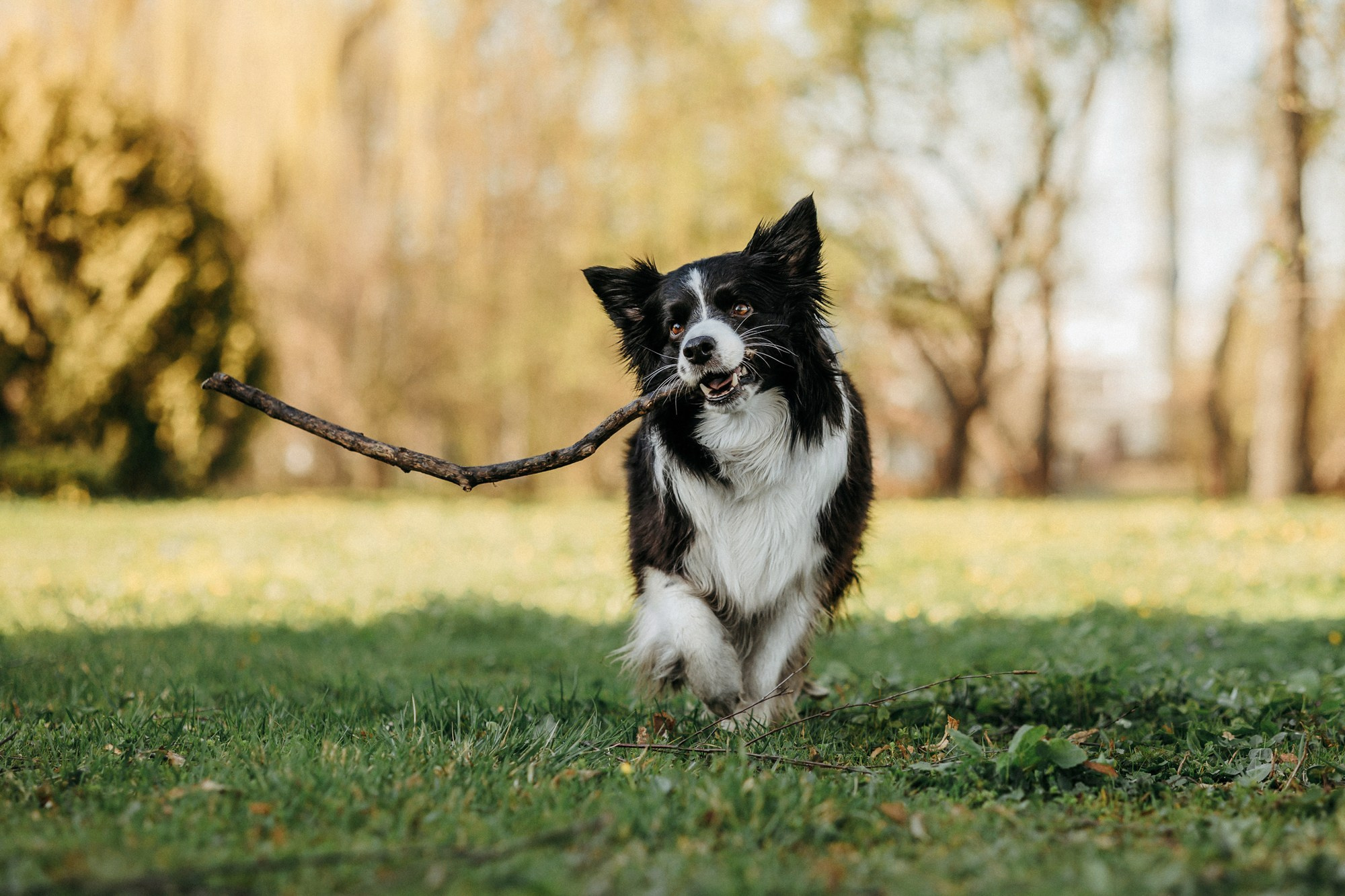 Аня и Иден. Фотограф-анималист Елена Радченко, Москва