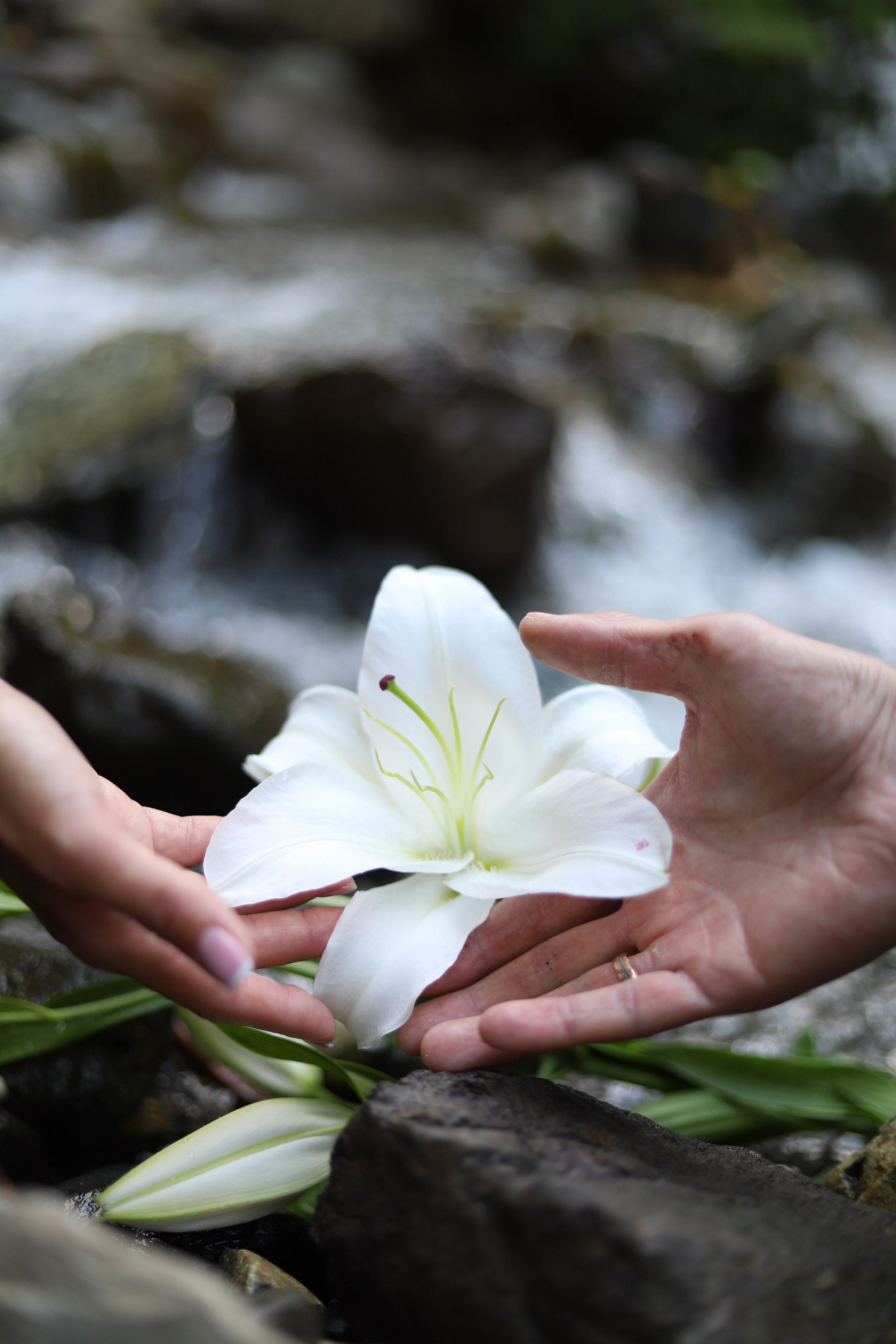 Свадьба Красная поляна /Водопад 11.06. Главная