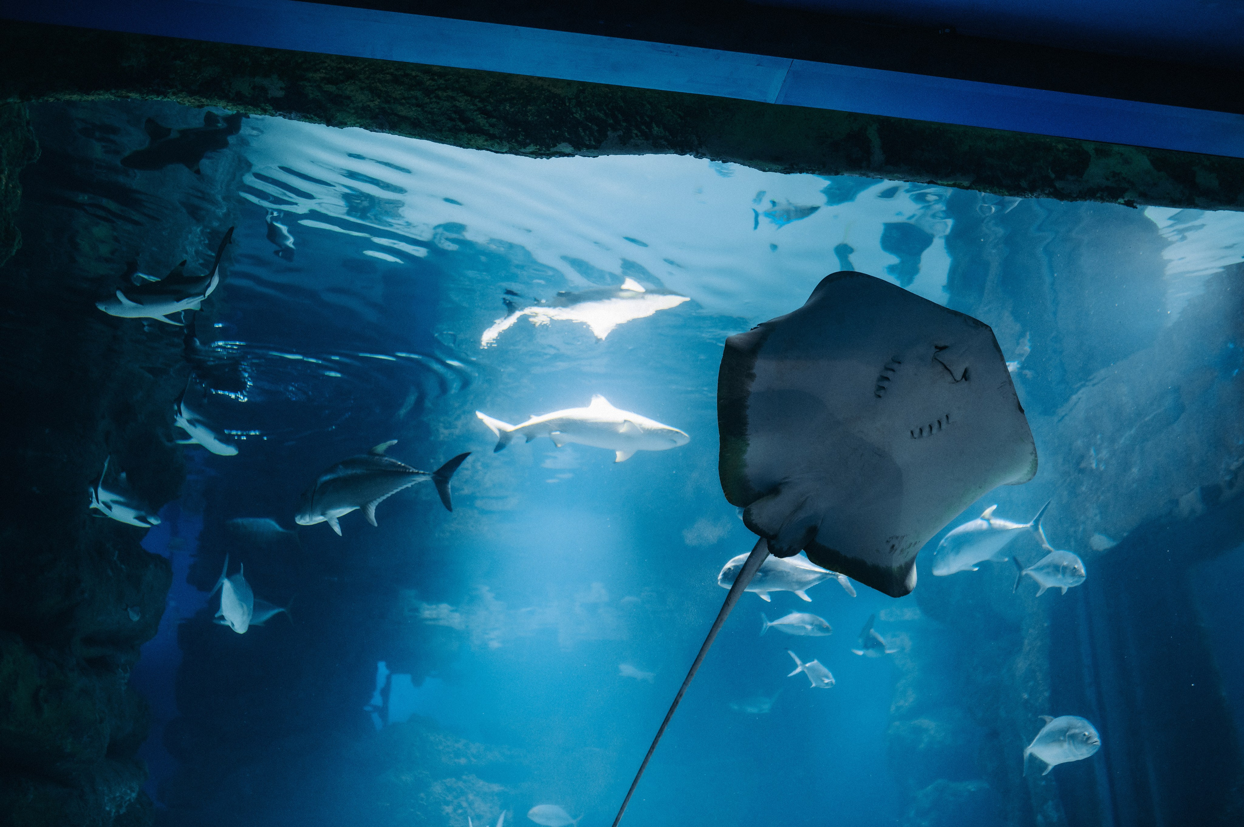 Маленький человек среди огромных рыб. Главная