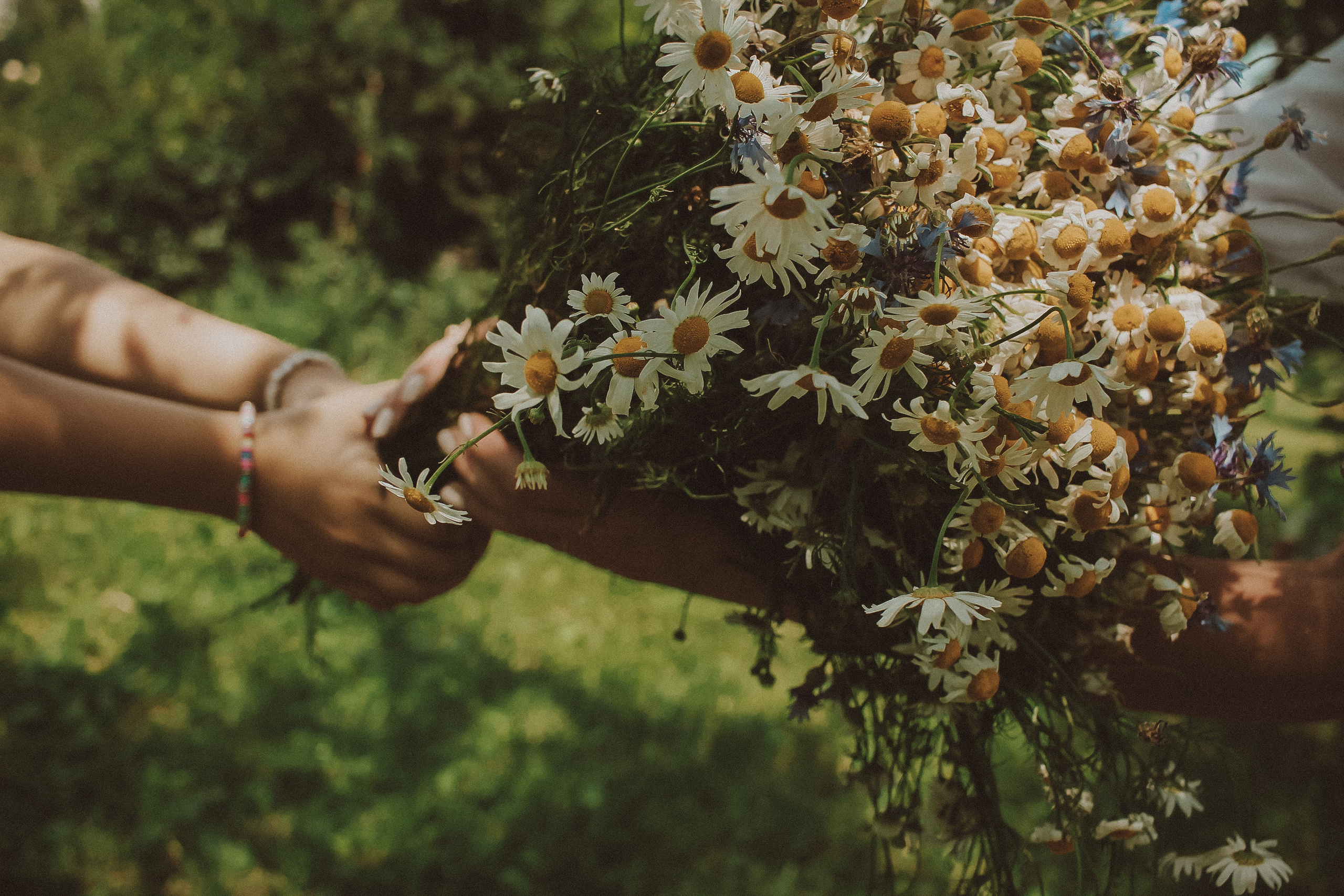 Летний парк и ромашки. Коммерческий фотограф. Ростов-на-Дону. Дарья Константинова