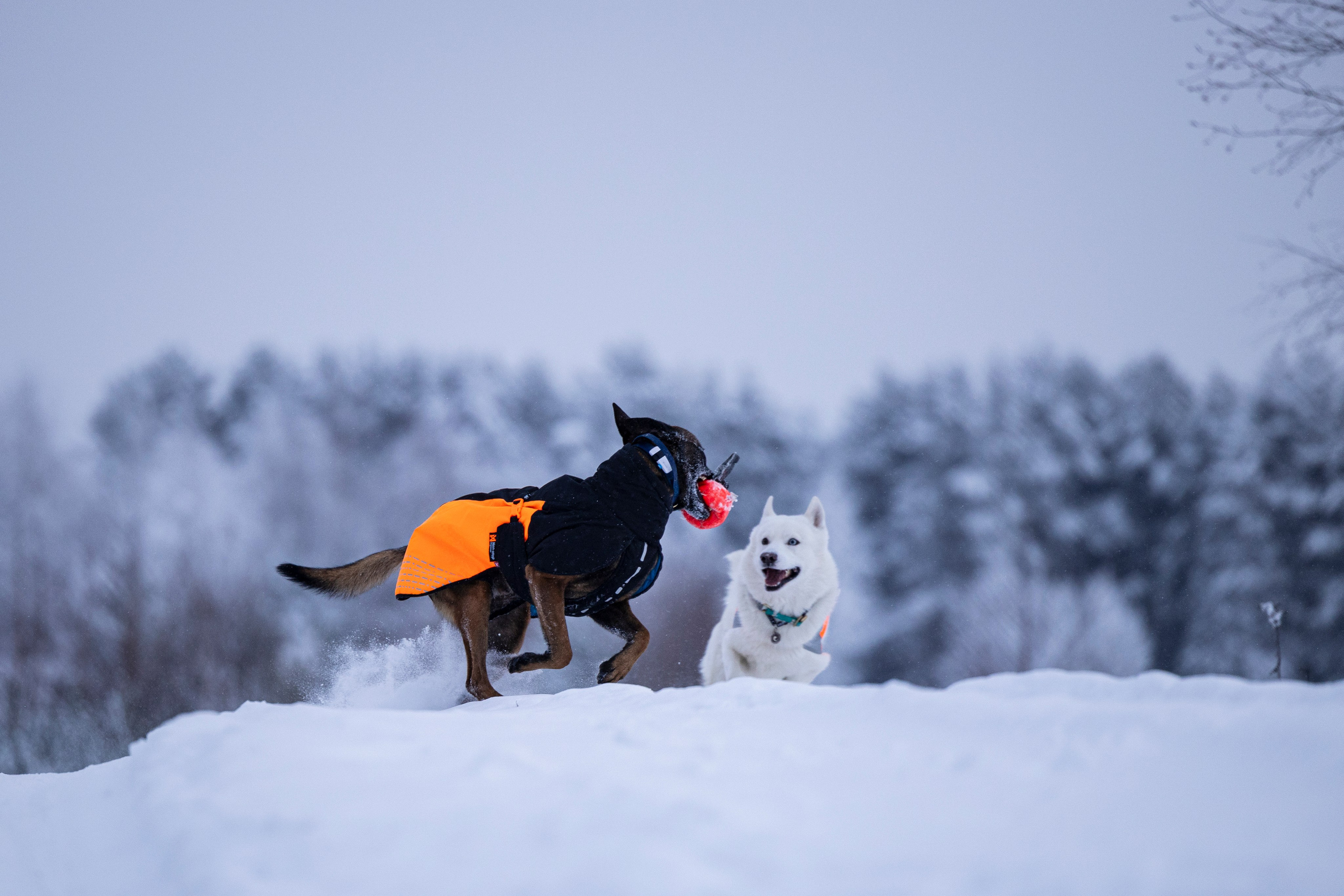 Рики и Гаруда. Фотограф-анималист Анна Маринич