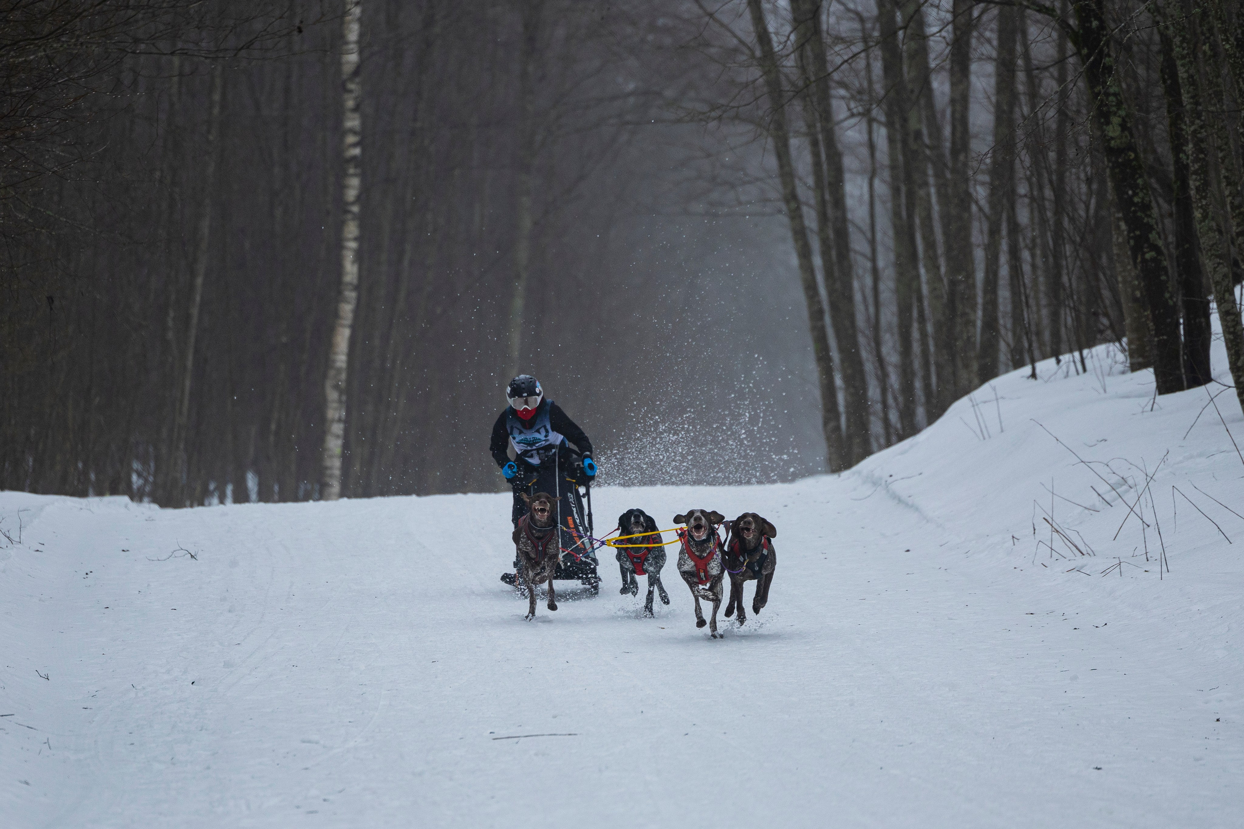 Зимний Чемпионат Санкт-Петербурга по ездовому спорту. Фотограф-анималист Анна Маринич