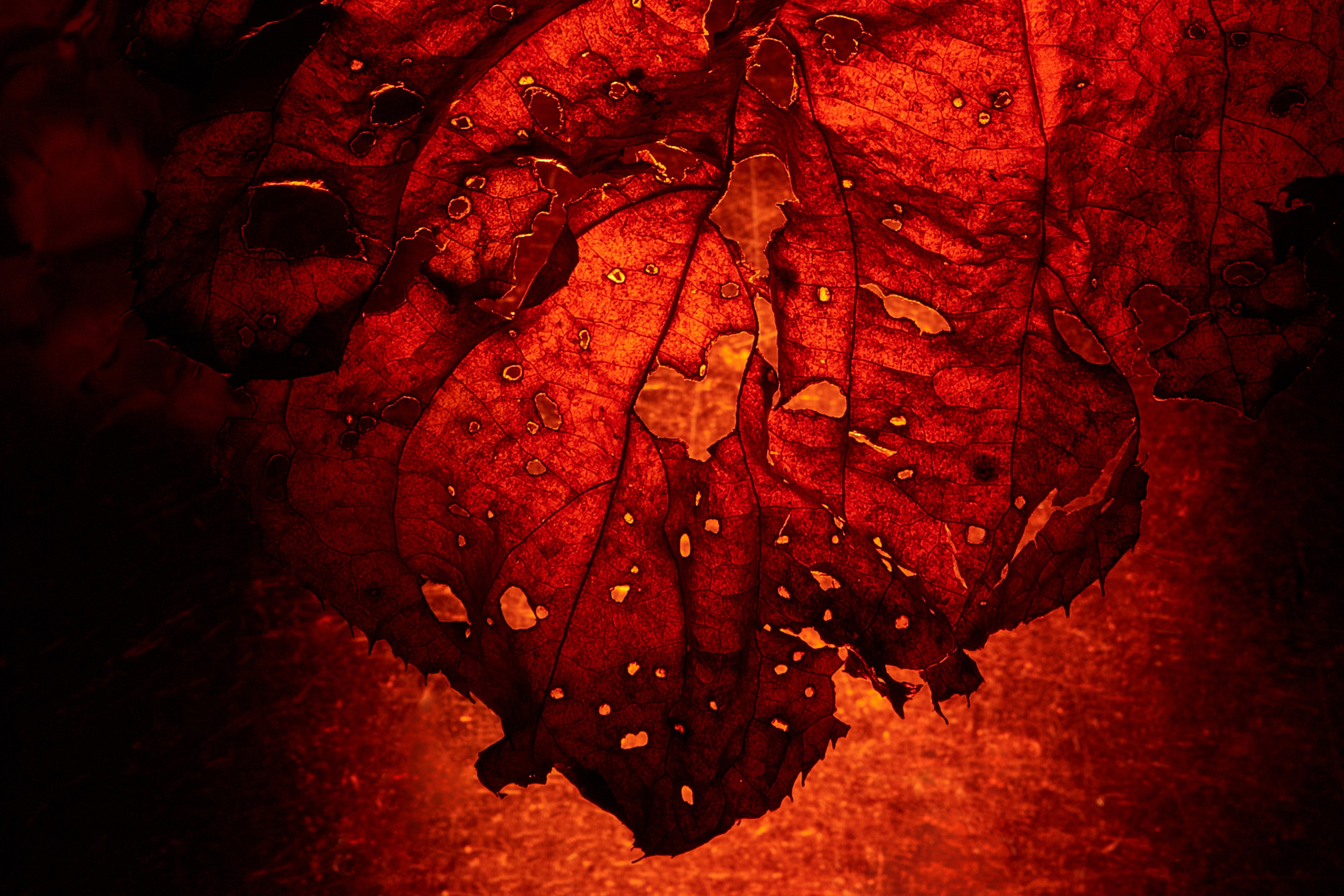 «Красок Тьма Полна». Арт-фотограф во Владивостоке Дмитрий Осипчук