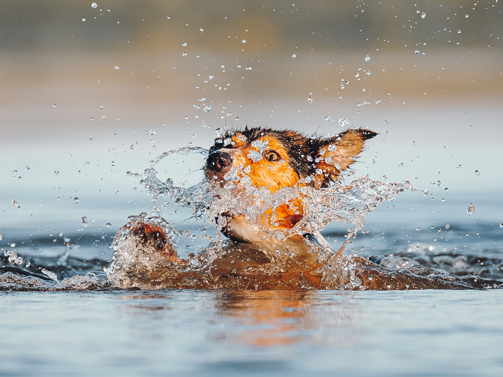 Саша, Флик и Эсприт. Семейный фотограф анималист Ананьева Мария — Москва