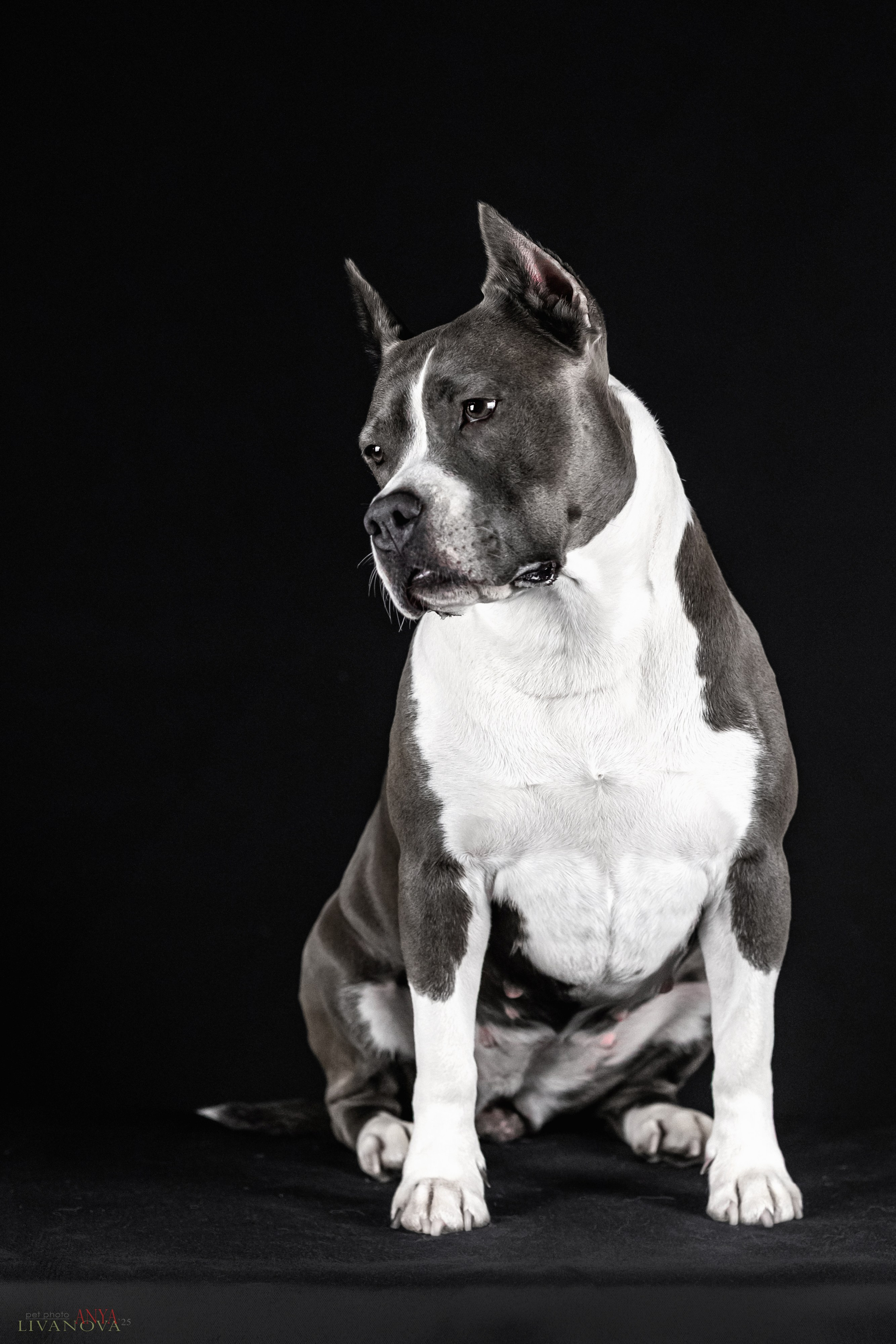 Дэля. Фотограф анималист Аня Ливанова | Рыбинск