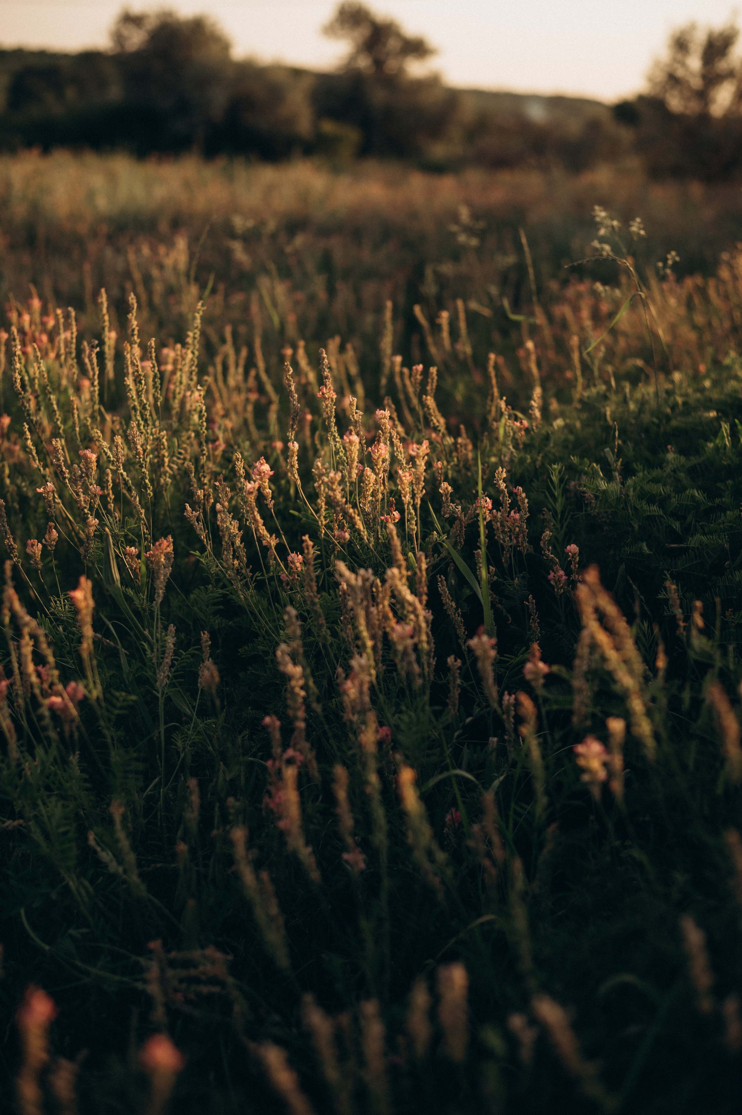 Летний вечер в деревне. Фотограф Мария Стрелкова