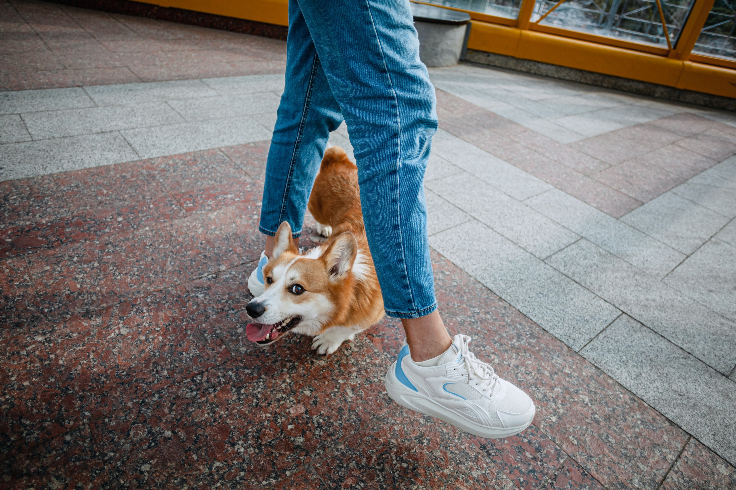 Андреевский мост. Фотограф-анималист Татьяна Степанова