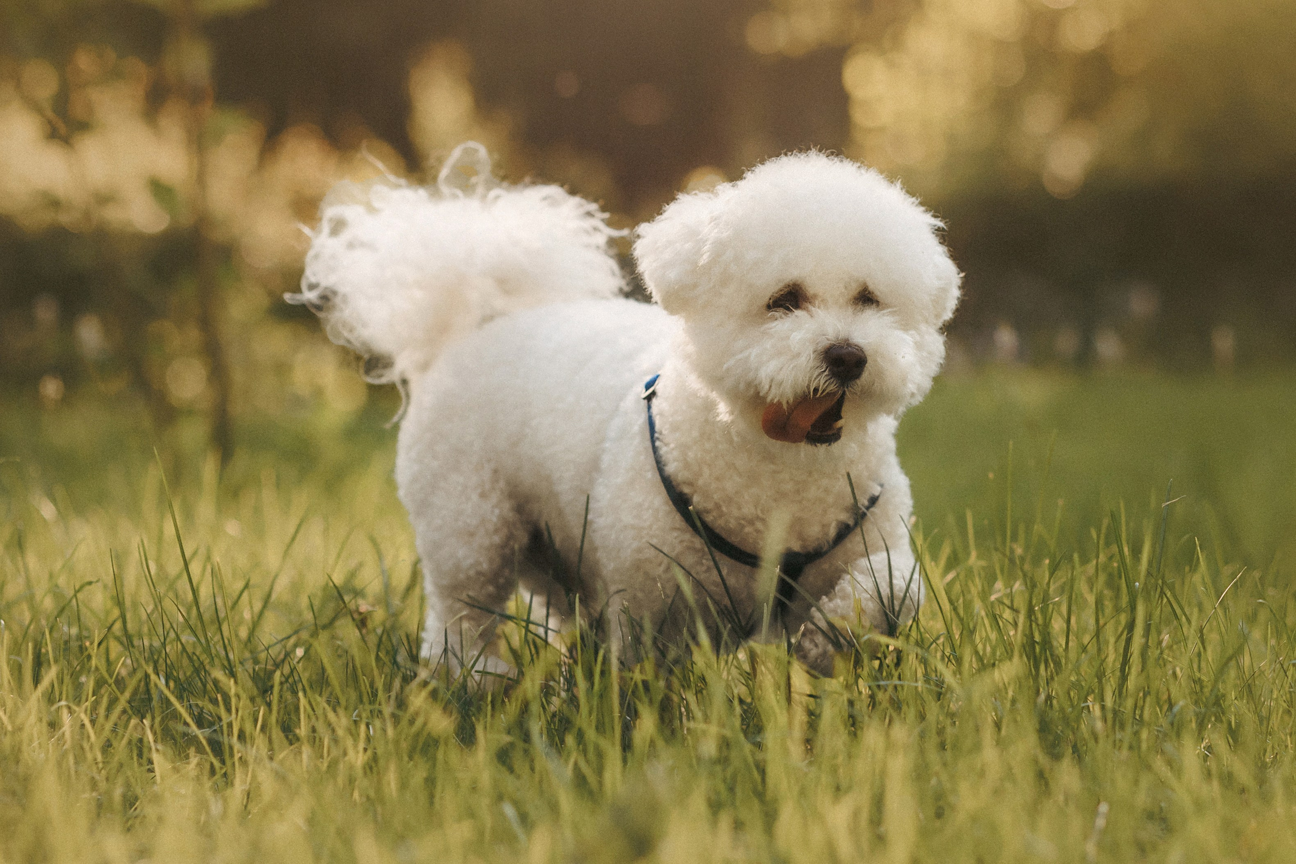 Марина, Данил и Бруно. Фотограф-анималист Елена Радченко, Москва