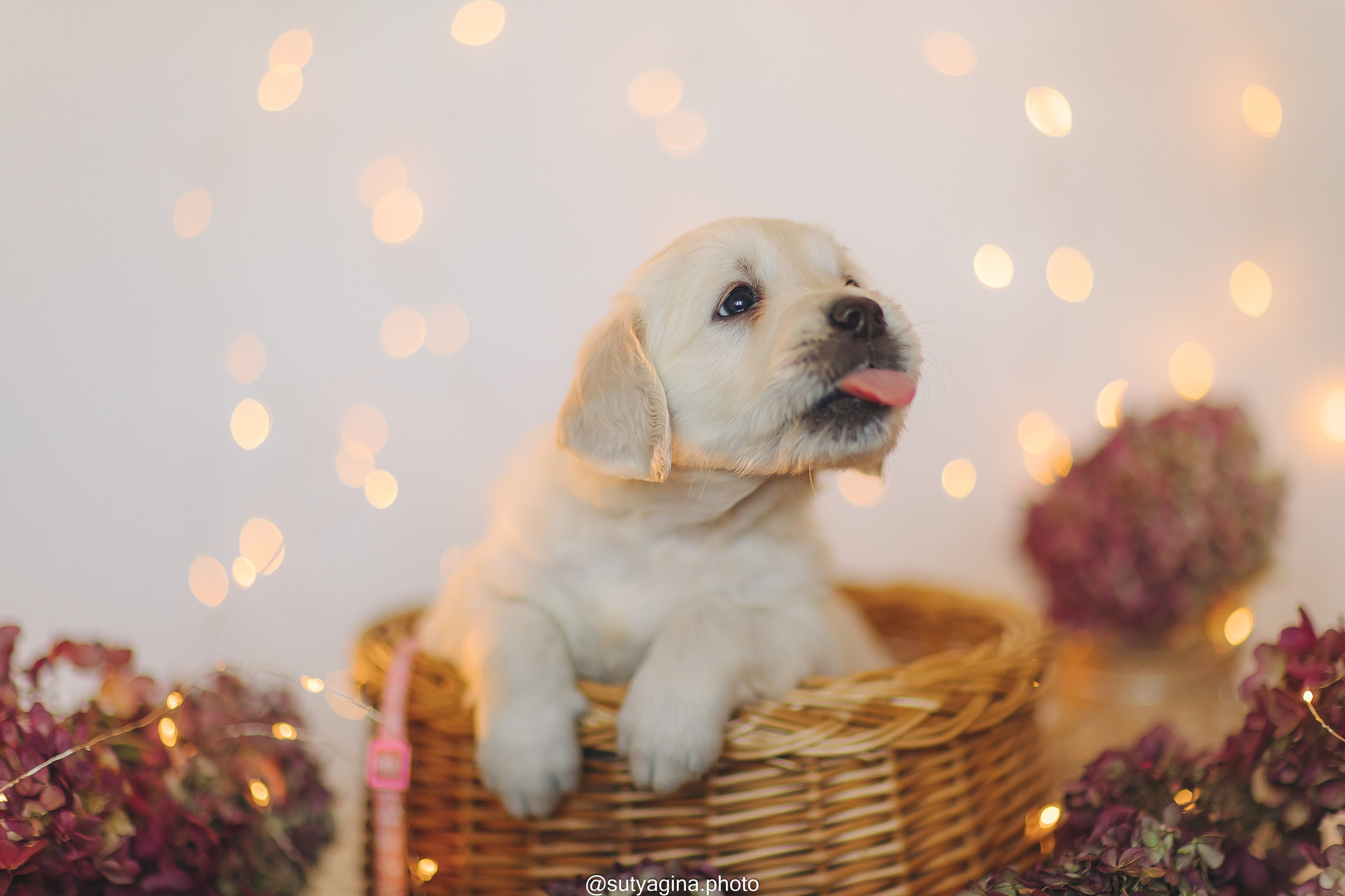 Белая лента. Свадебный и женский фотограф