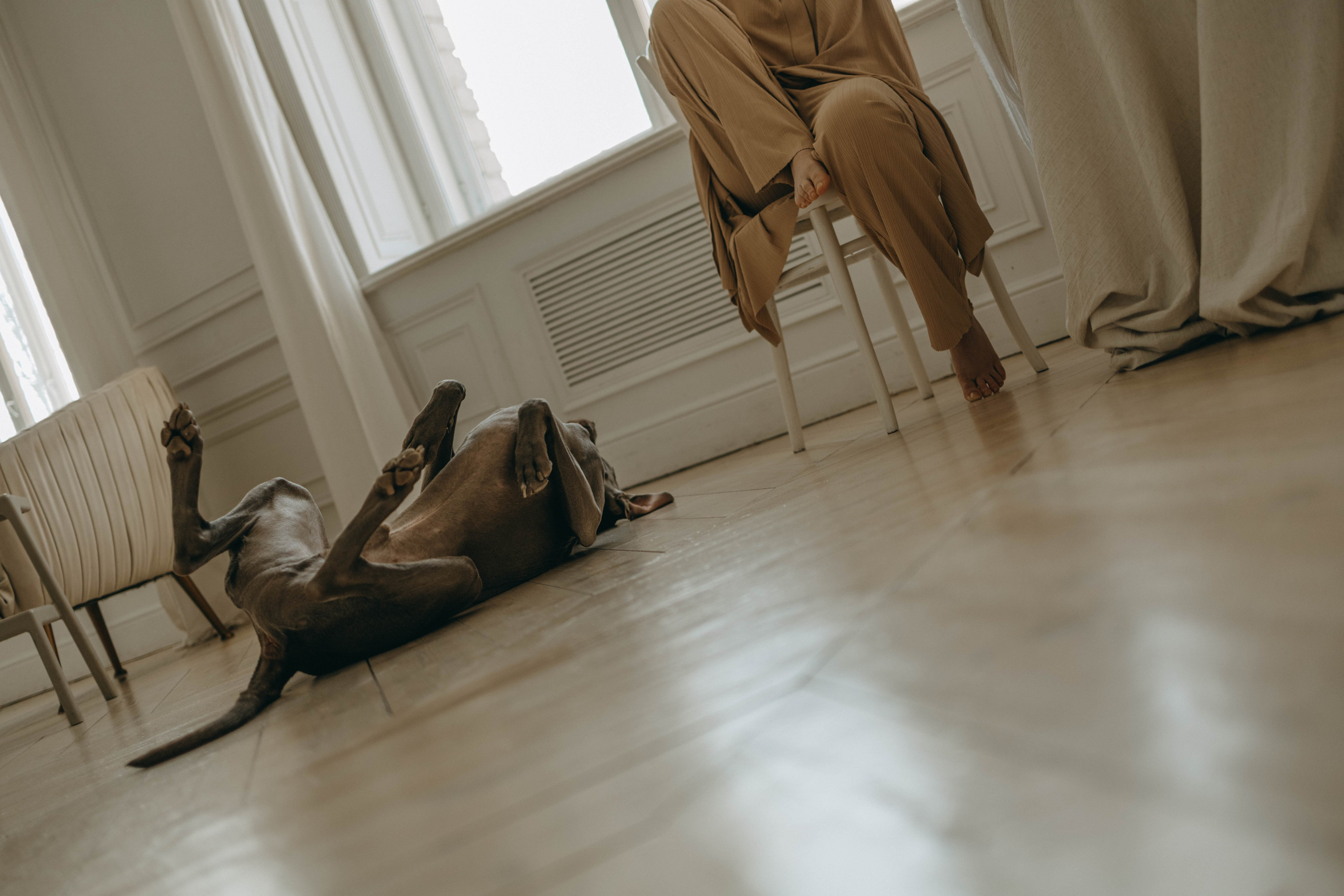 Фотосессия в студии с собакой. Фотограф-анималист в Екатеринбурге | Кристина