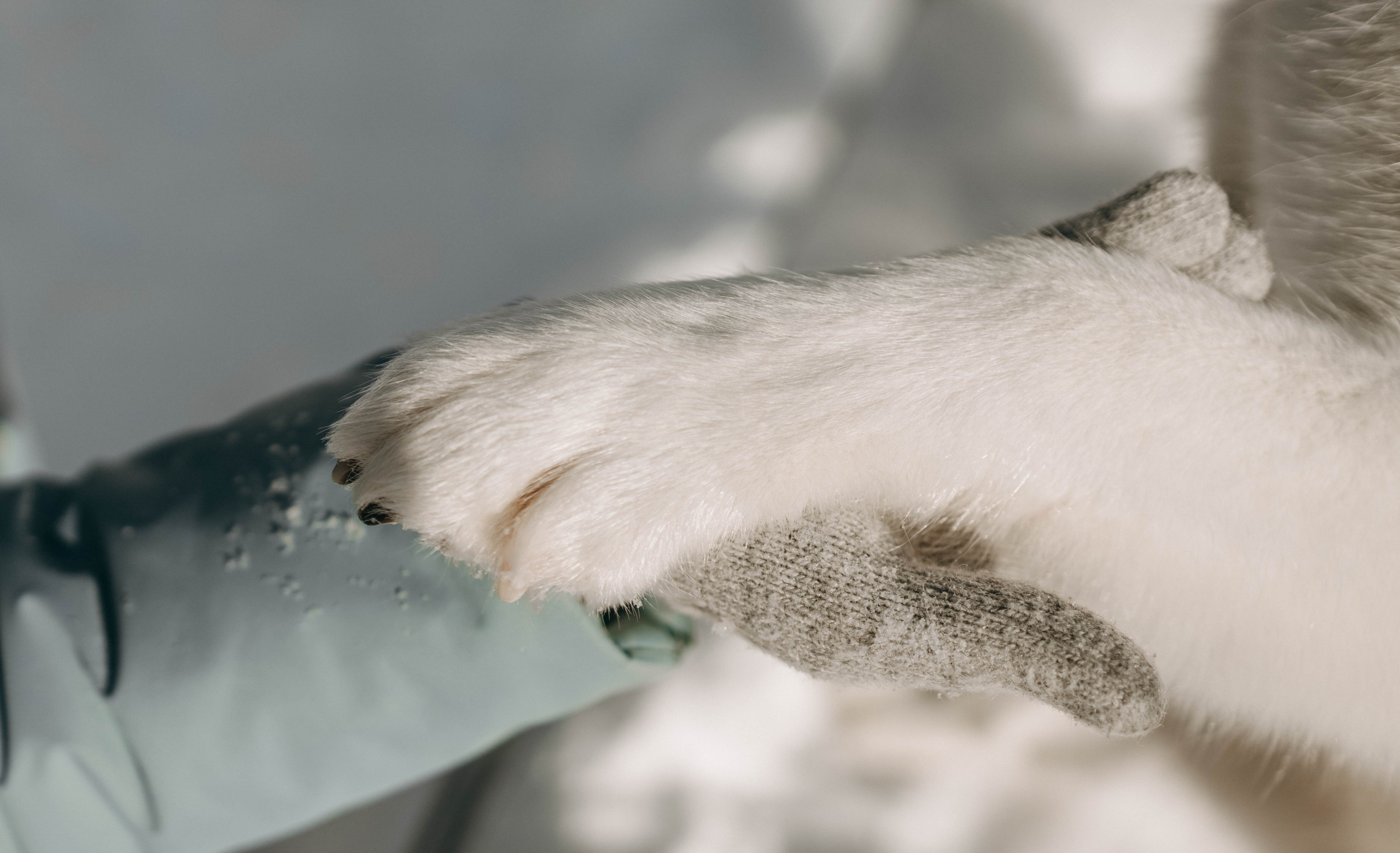 Анна и Вегас. Фотограф-анималист в Екатеринбурге | Кристина