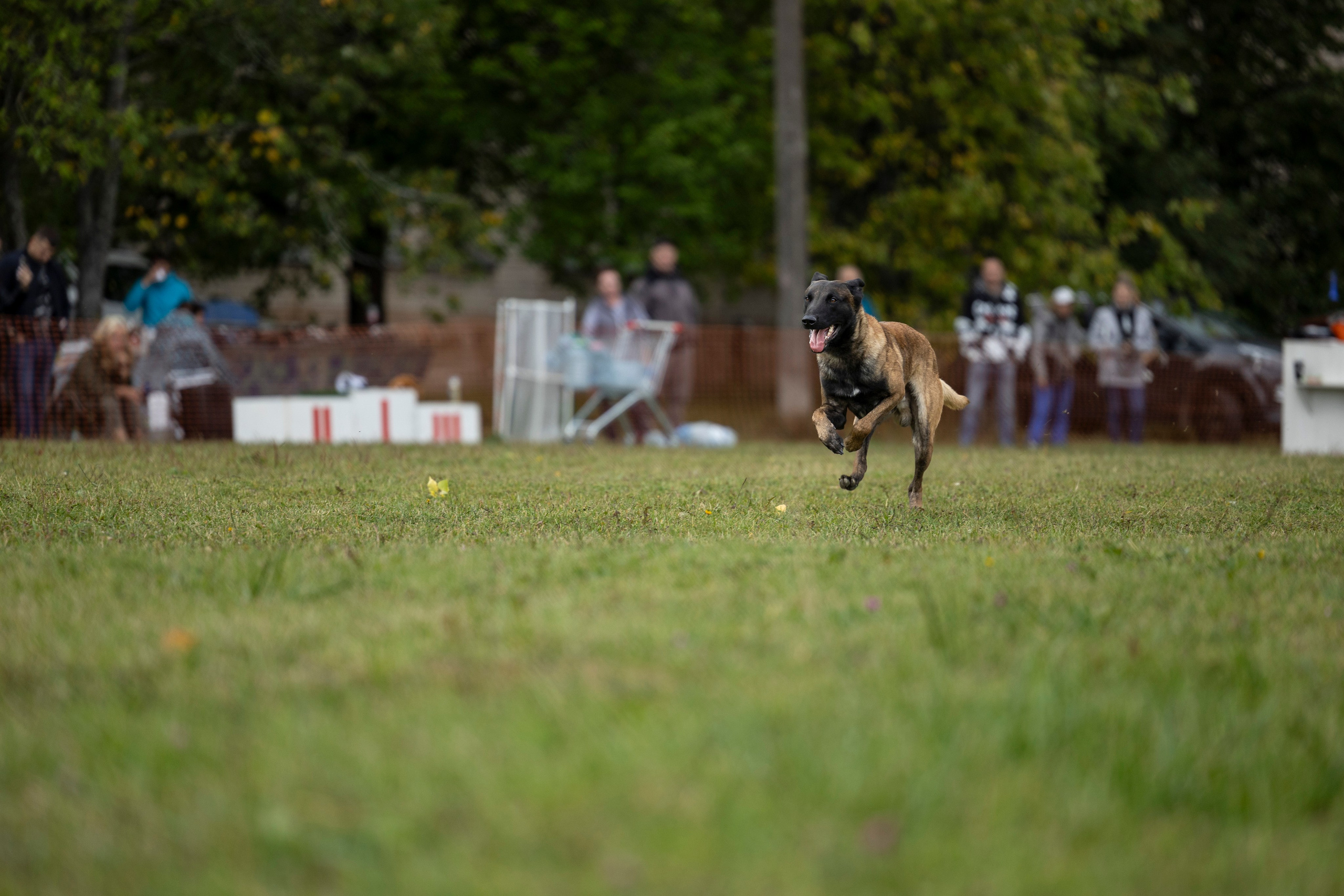 Испытания по Мондьорингу г. Пушкин. Фотограф-анималист Анна Маринич