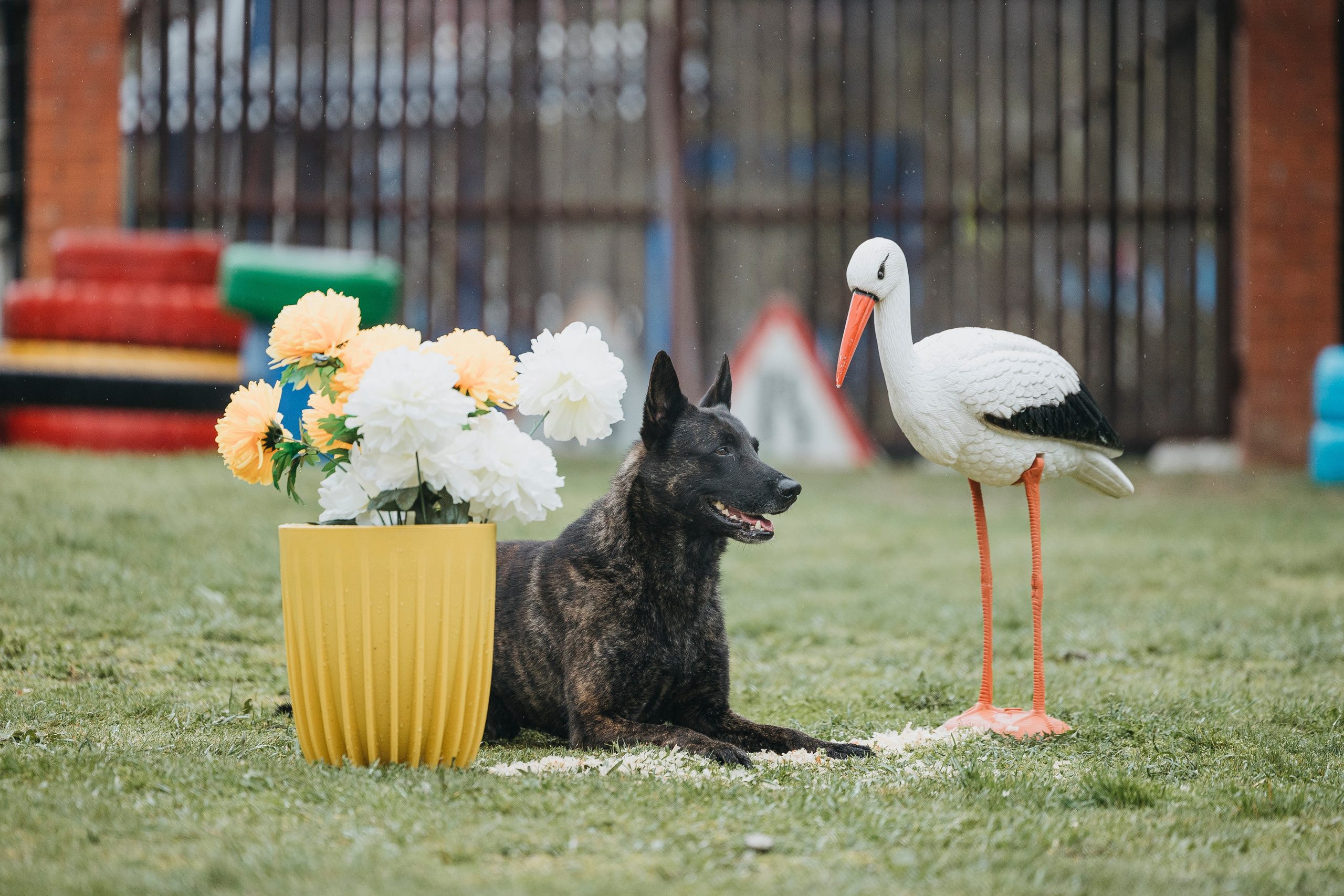 Геленджик Мондьоринг. Фотограф-анималист Анна Маринич