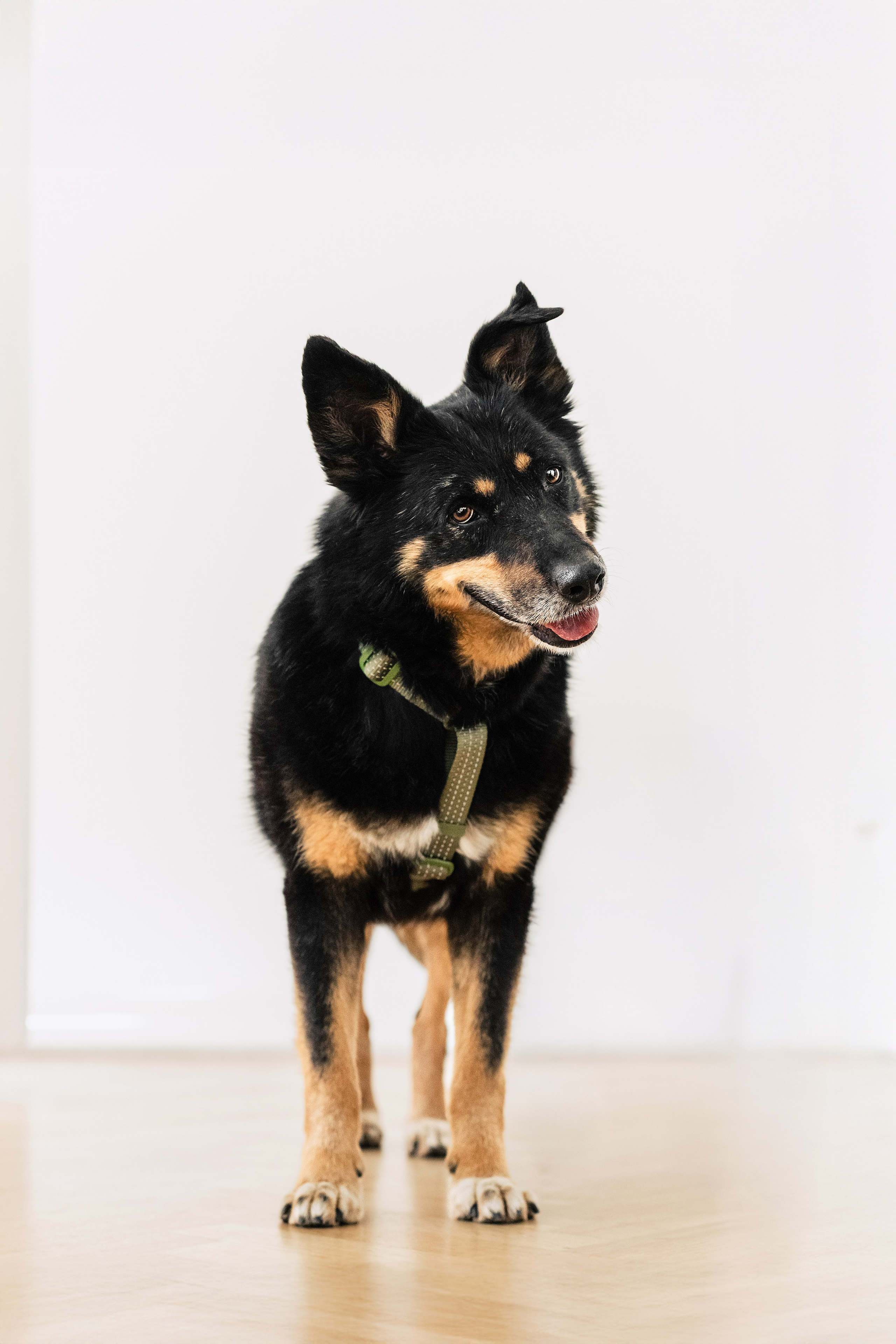 Студия лето 2025. Фотограф-анималист Татьяна Степанова