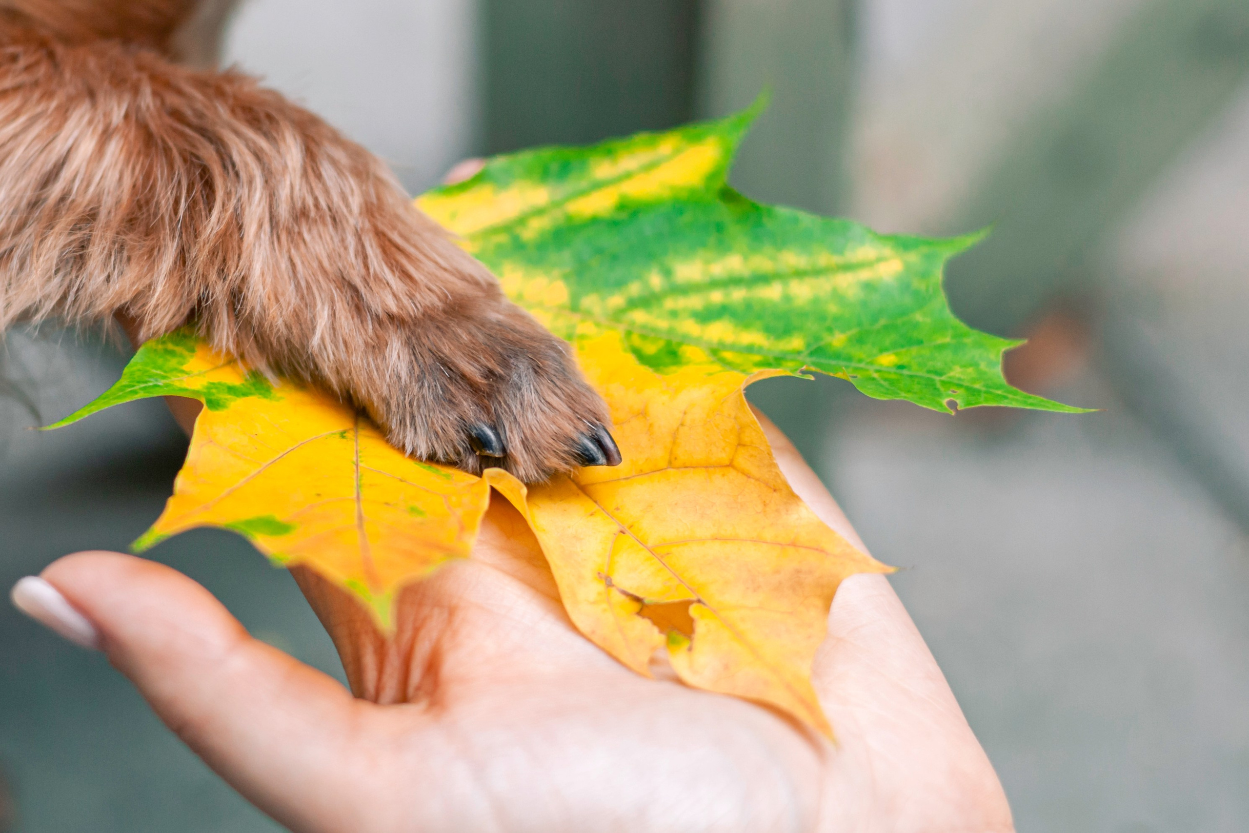 Катя и Моня. Фотограф-анималист Татьяна Степанова