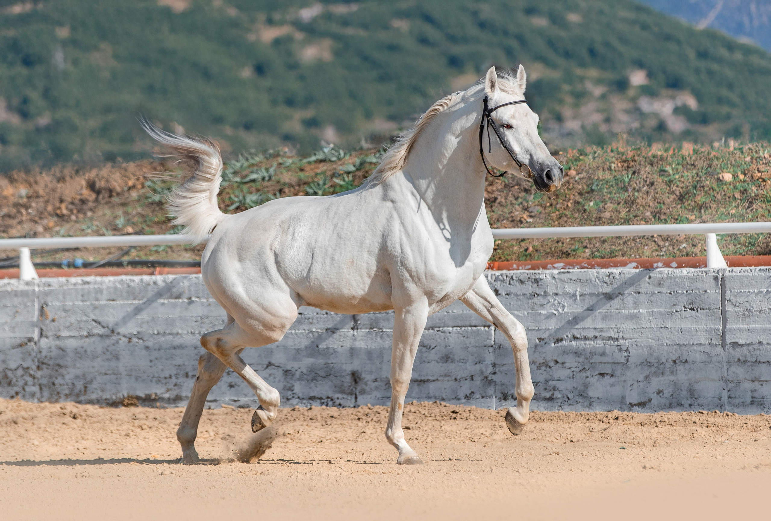 В движении. Фотограф-анималист Ксендзова Кристина