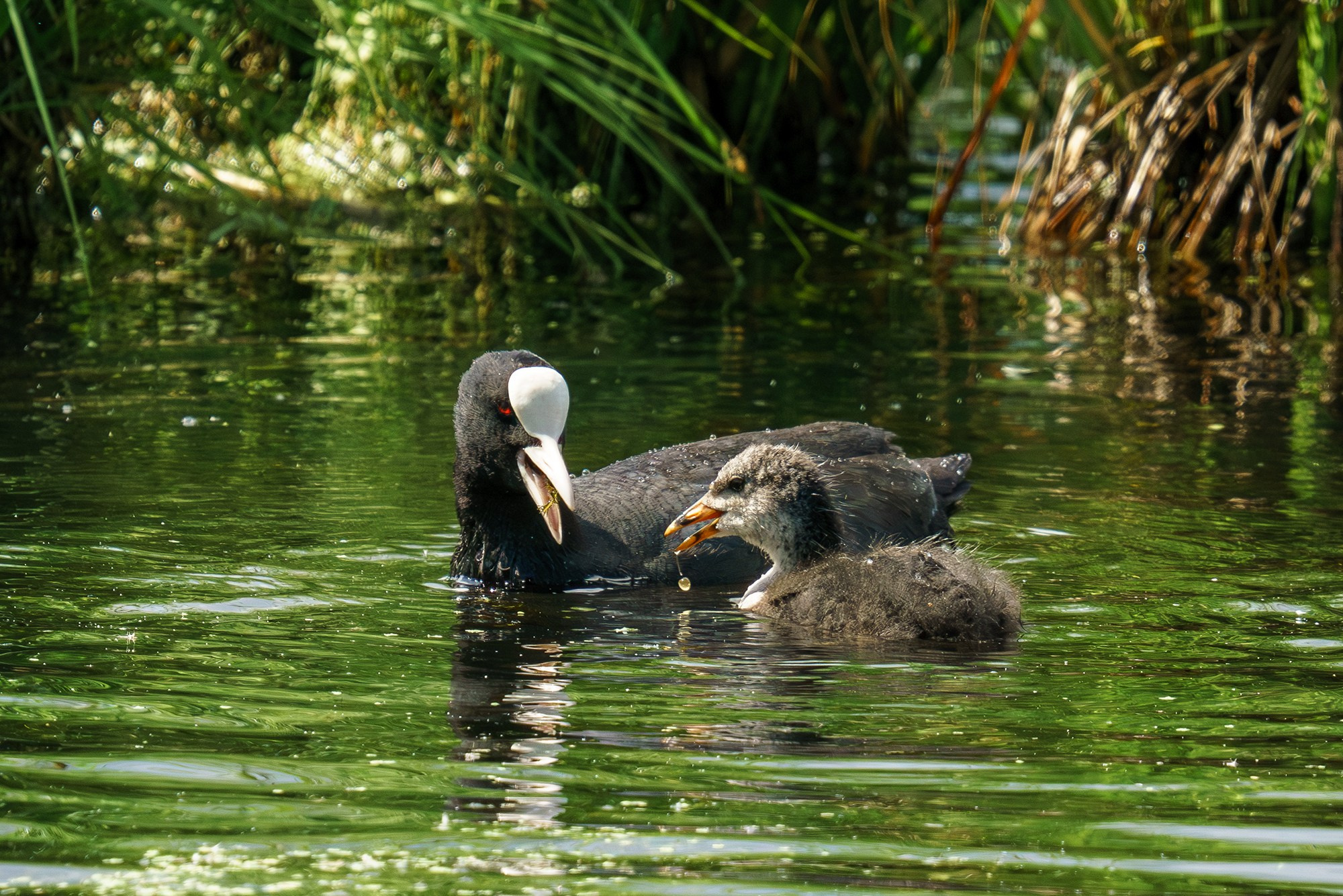 Удивительные мир птиц. Вокруг нас столько прекрасного — присмотритесь!. Ваш личный фотограф Марина Волкова