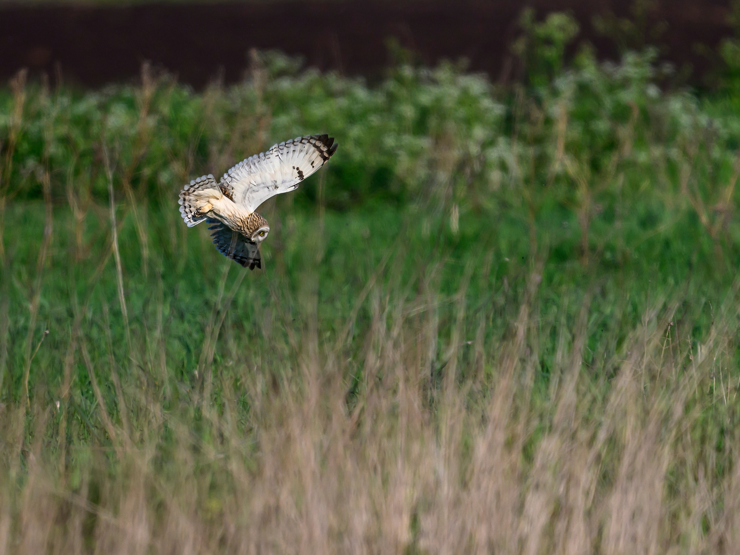 Совы играют в догонялки. Wildlife photography by Sergey Puponin