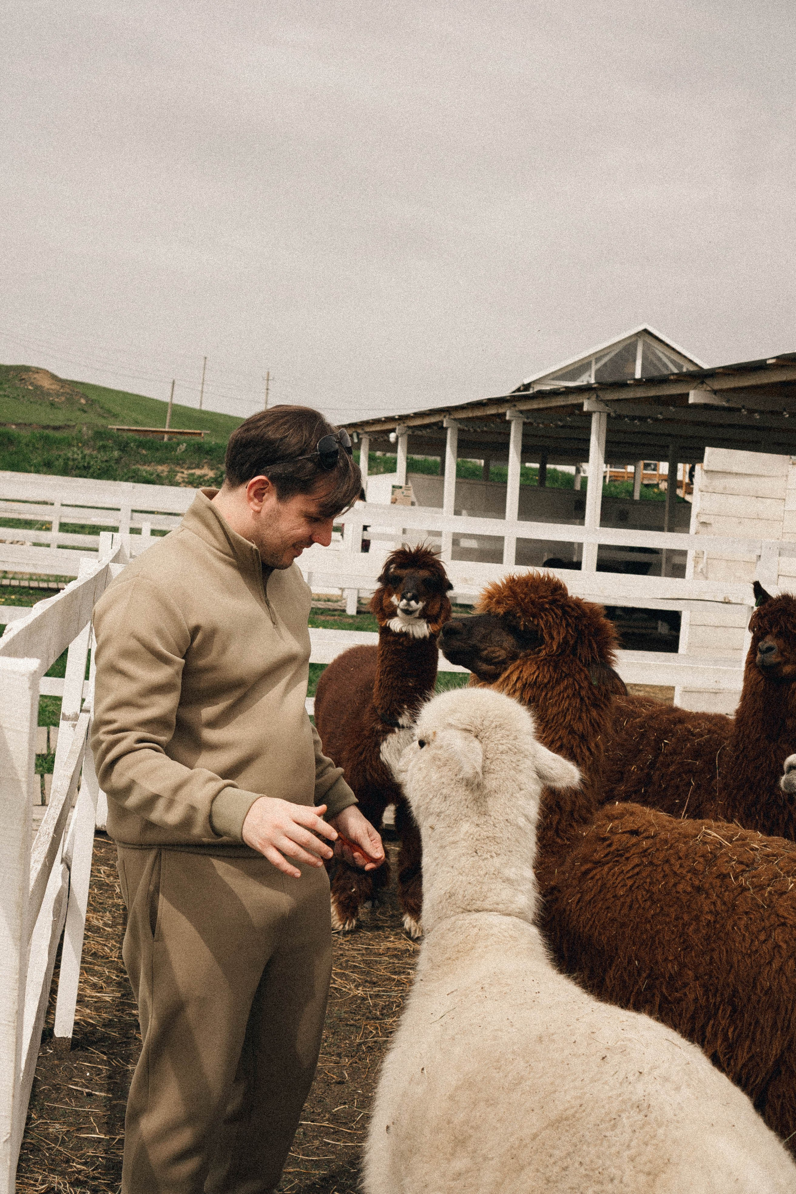 Ферма Альпак. Профессиональный фотограф, Санкт-Петербург — Виктория Богомолова