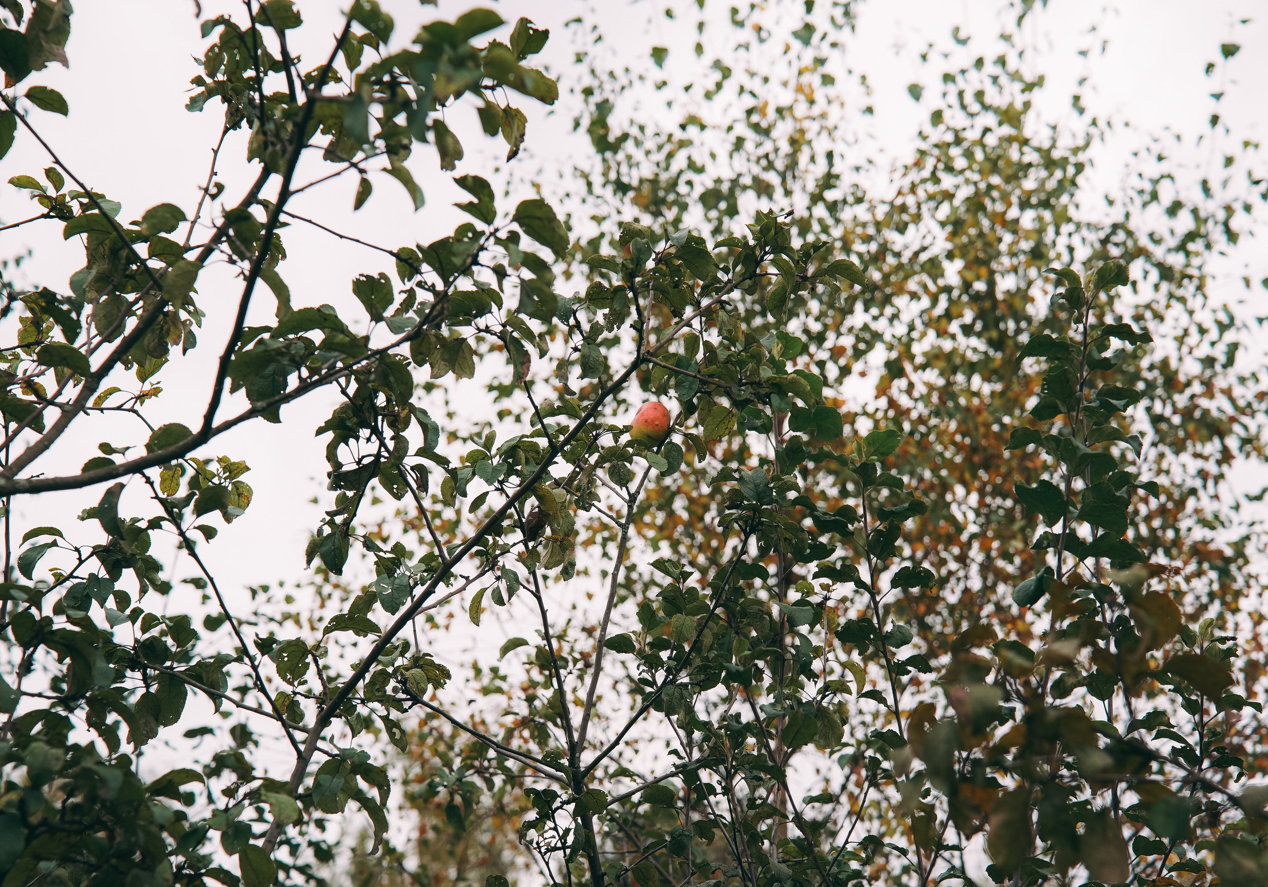 Осень 2025. Фотограф из Москвы — DASHA NOVA | Авторская фотография в разных жанрах