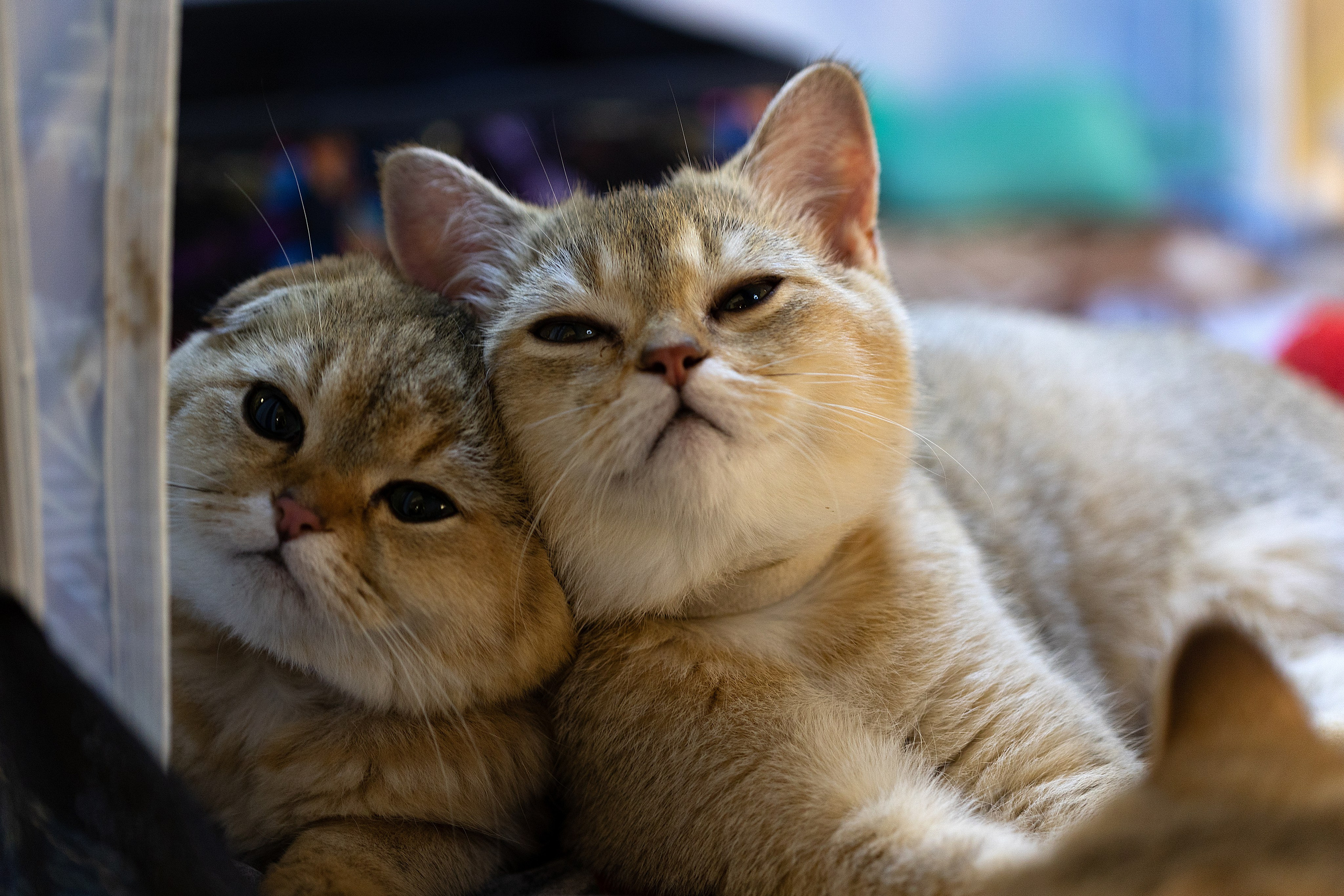 Анималистика