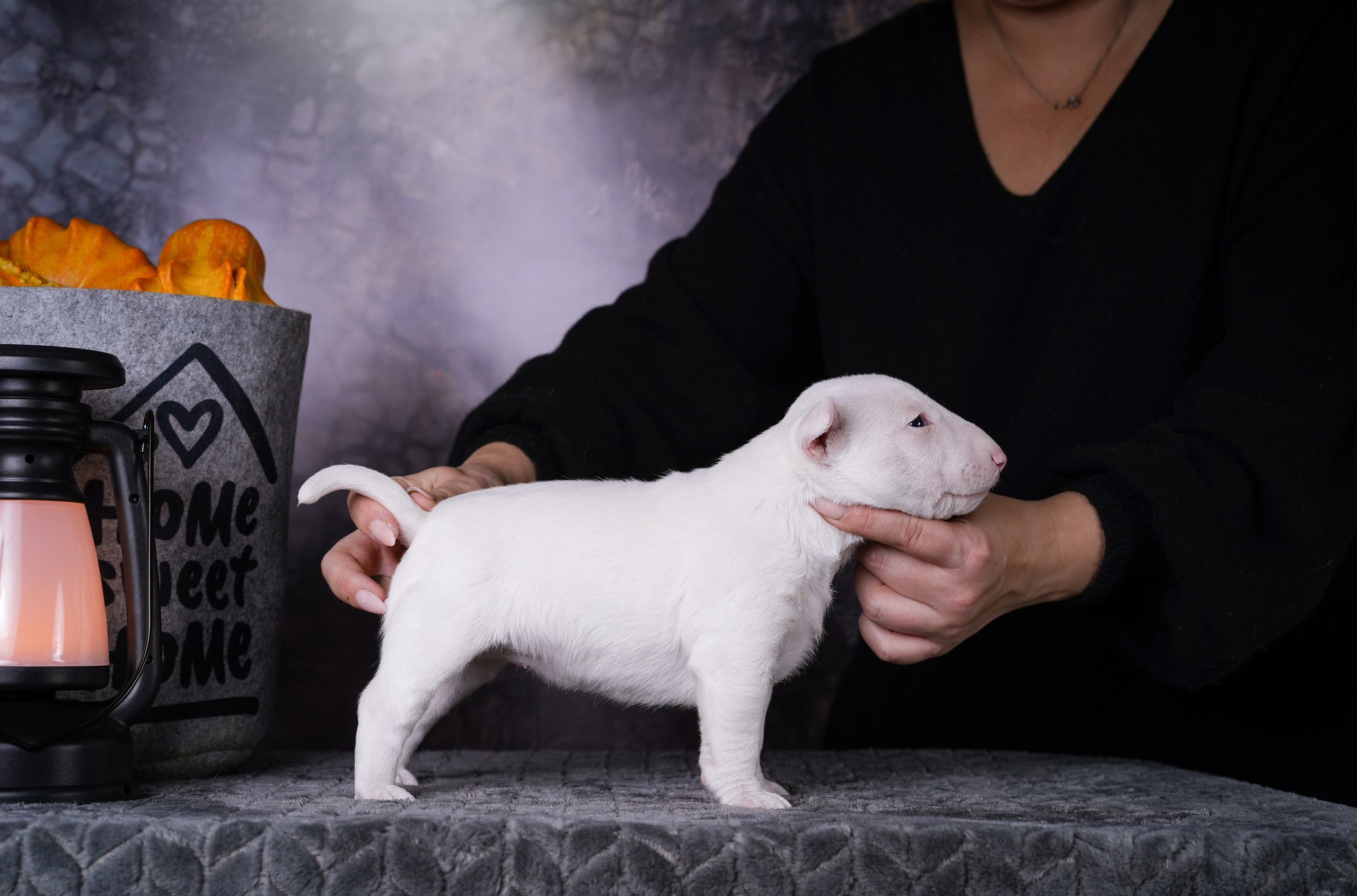 Щенки минибультерьера. Фотограф-анималист в Санкт-Петербурге Яна Мартынова