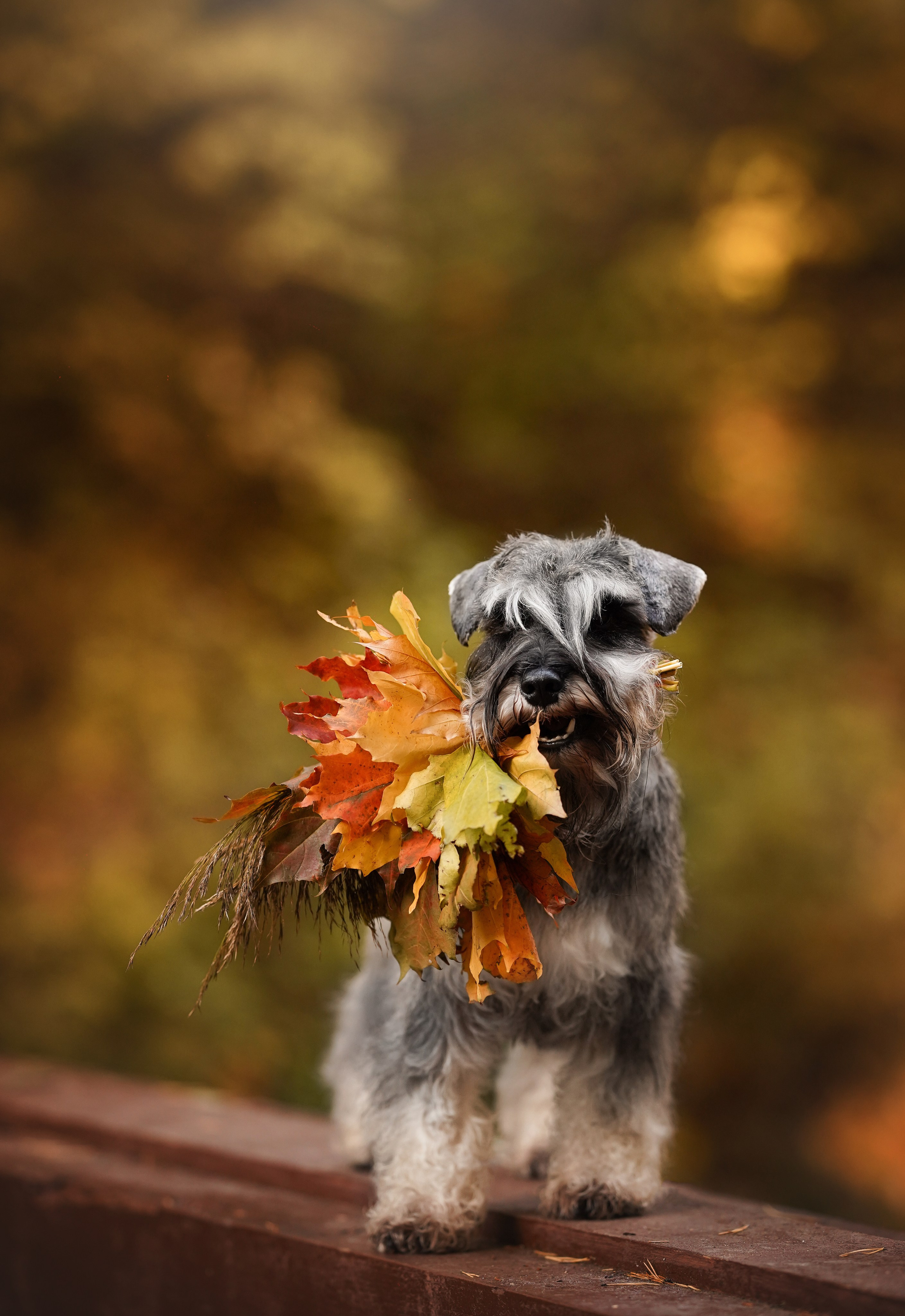 Даша Никита и Бенчи. Фотограф-анималист в Санкт-Петербурге Яна Мартынова