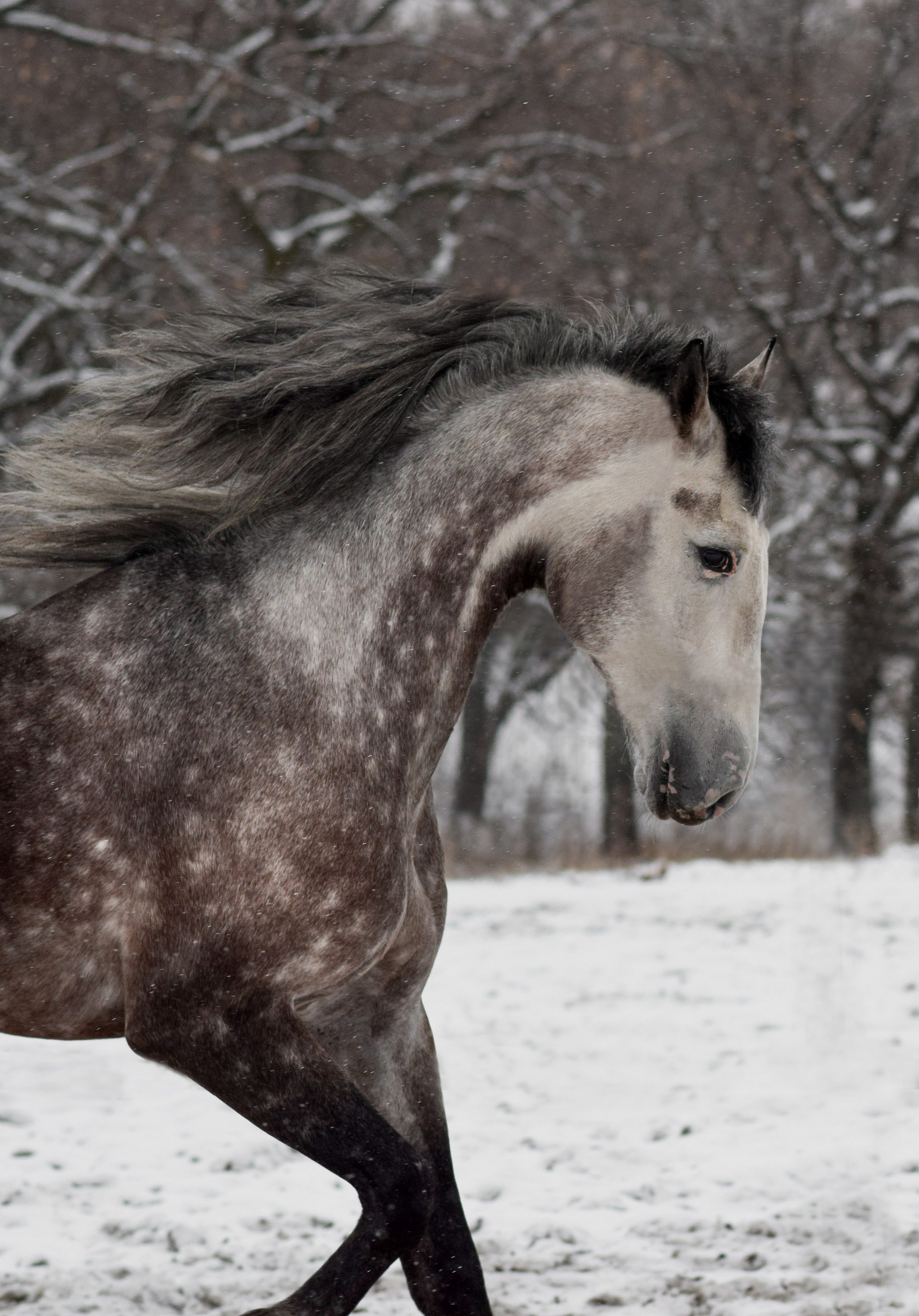 Лошади. Конный фотограф в Саратове Юлия Иванова