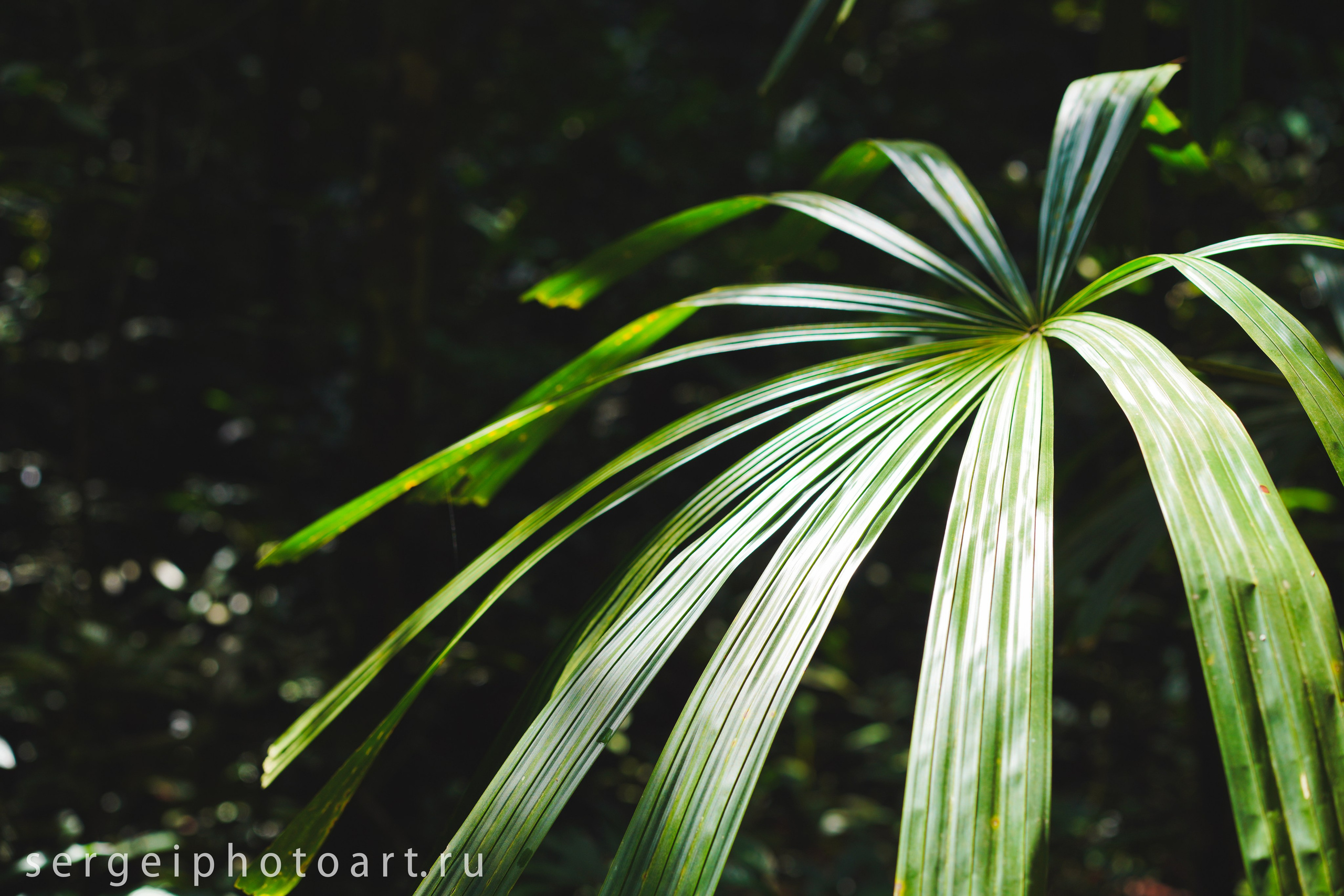 Остров Фукуок, Вьетнам. Фотограф Сергей Кишкель Дананг Нячанг Фукуок
