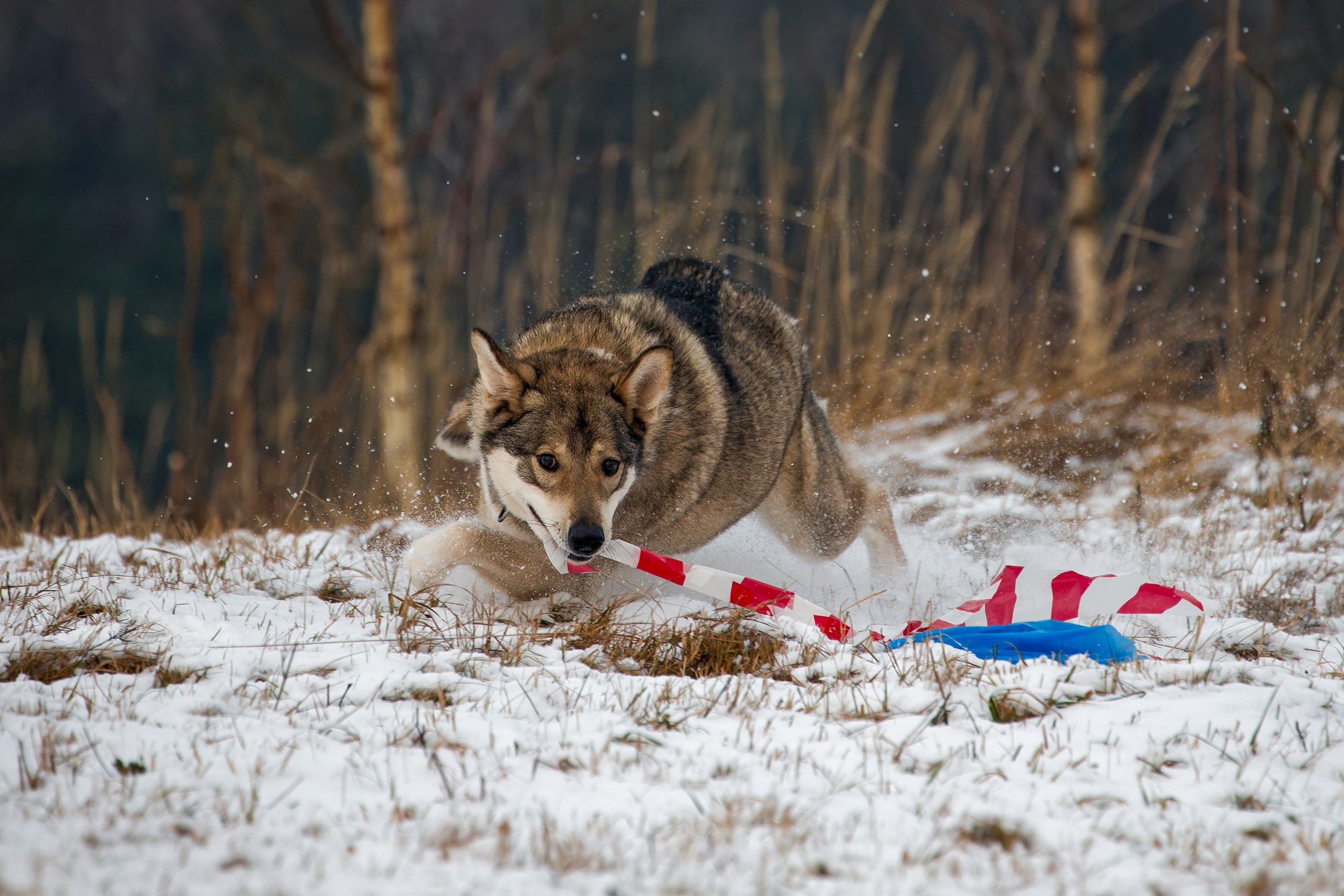 Собаки в движении. Irenephoto.ru